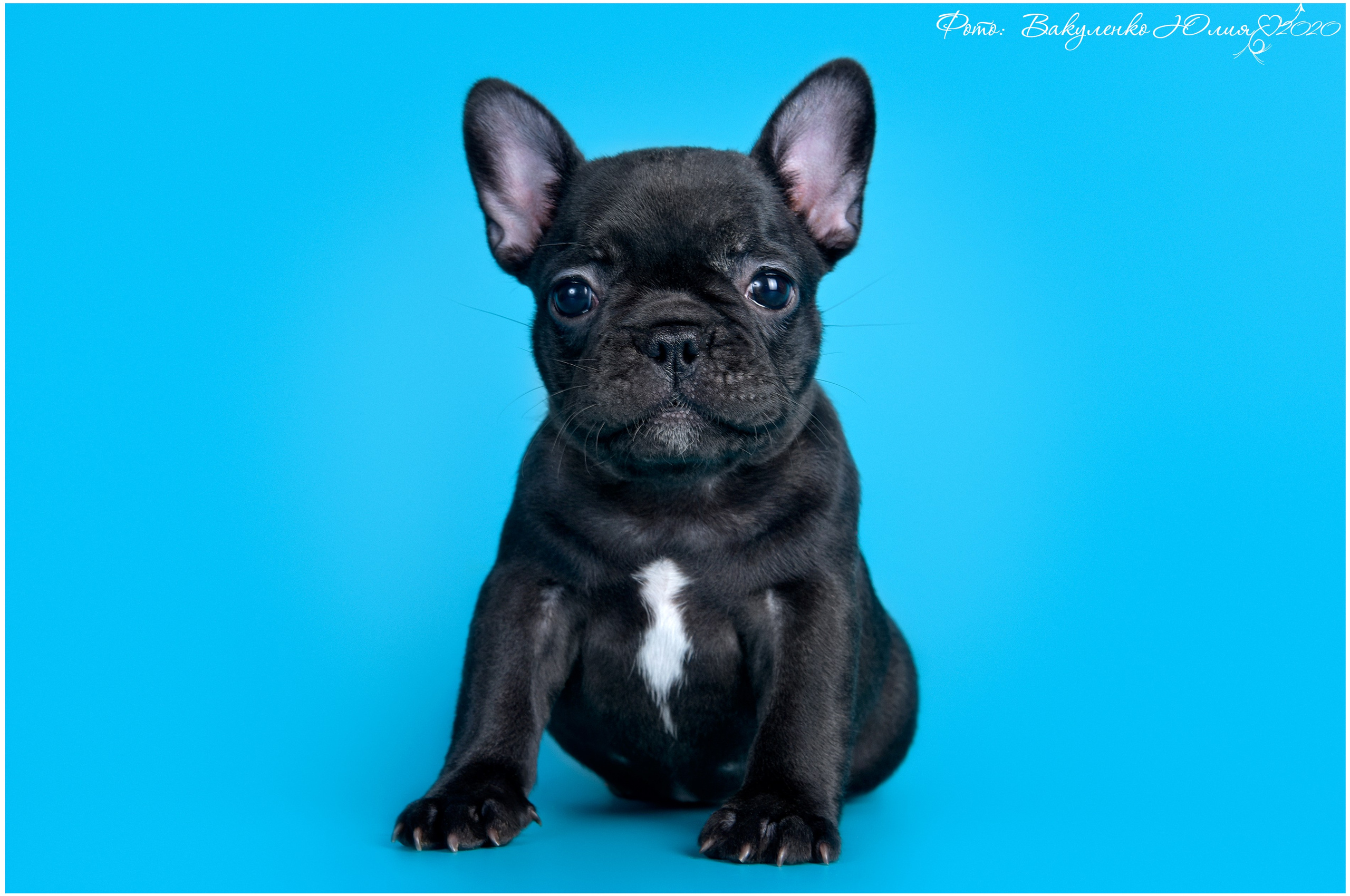 Студийная съемка. Фотограф анималист | семейный Юлия Вакуленко, г. Краснодар