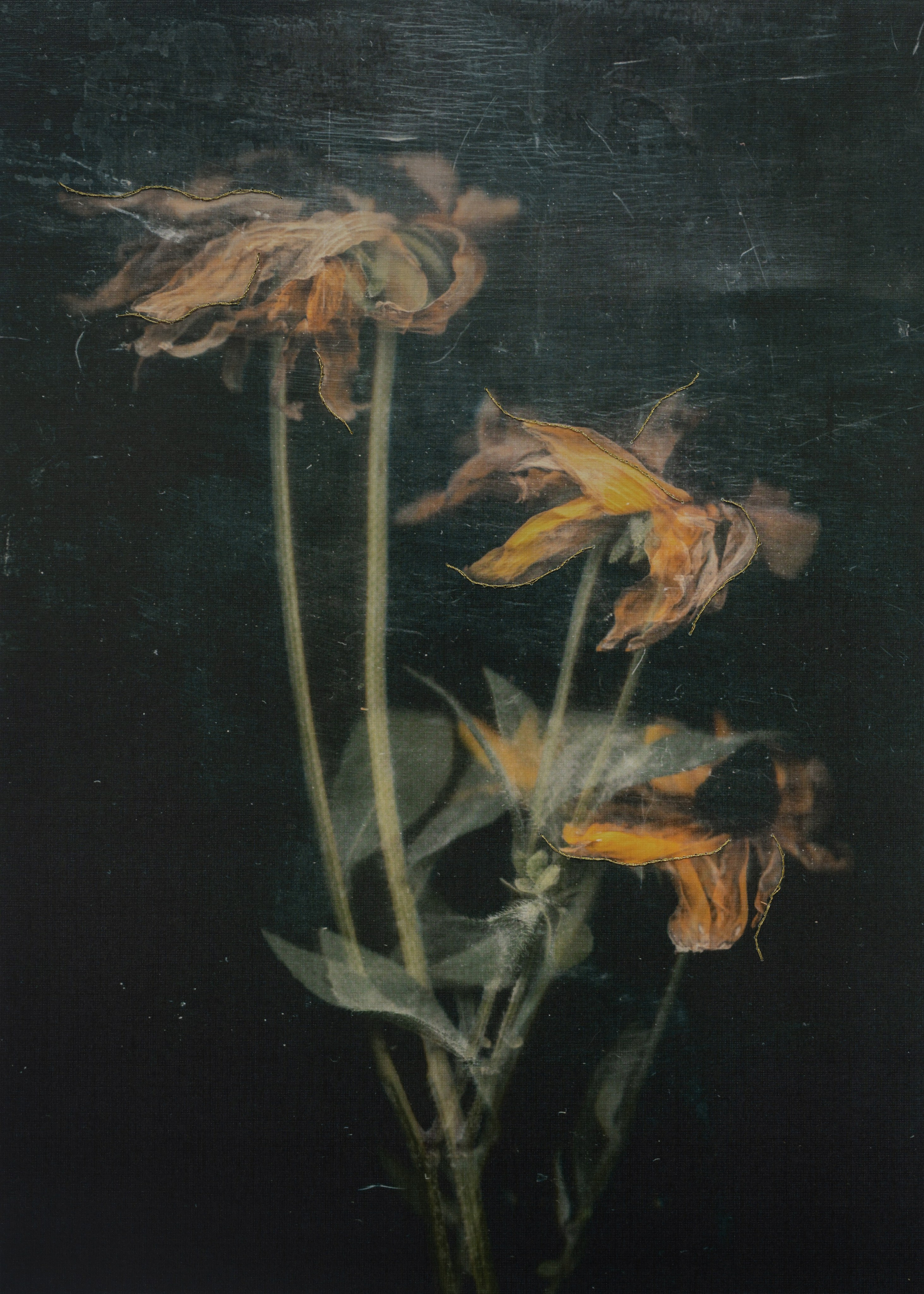 Призрачные узоры. Фотограф Елена Хазина, Рязань