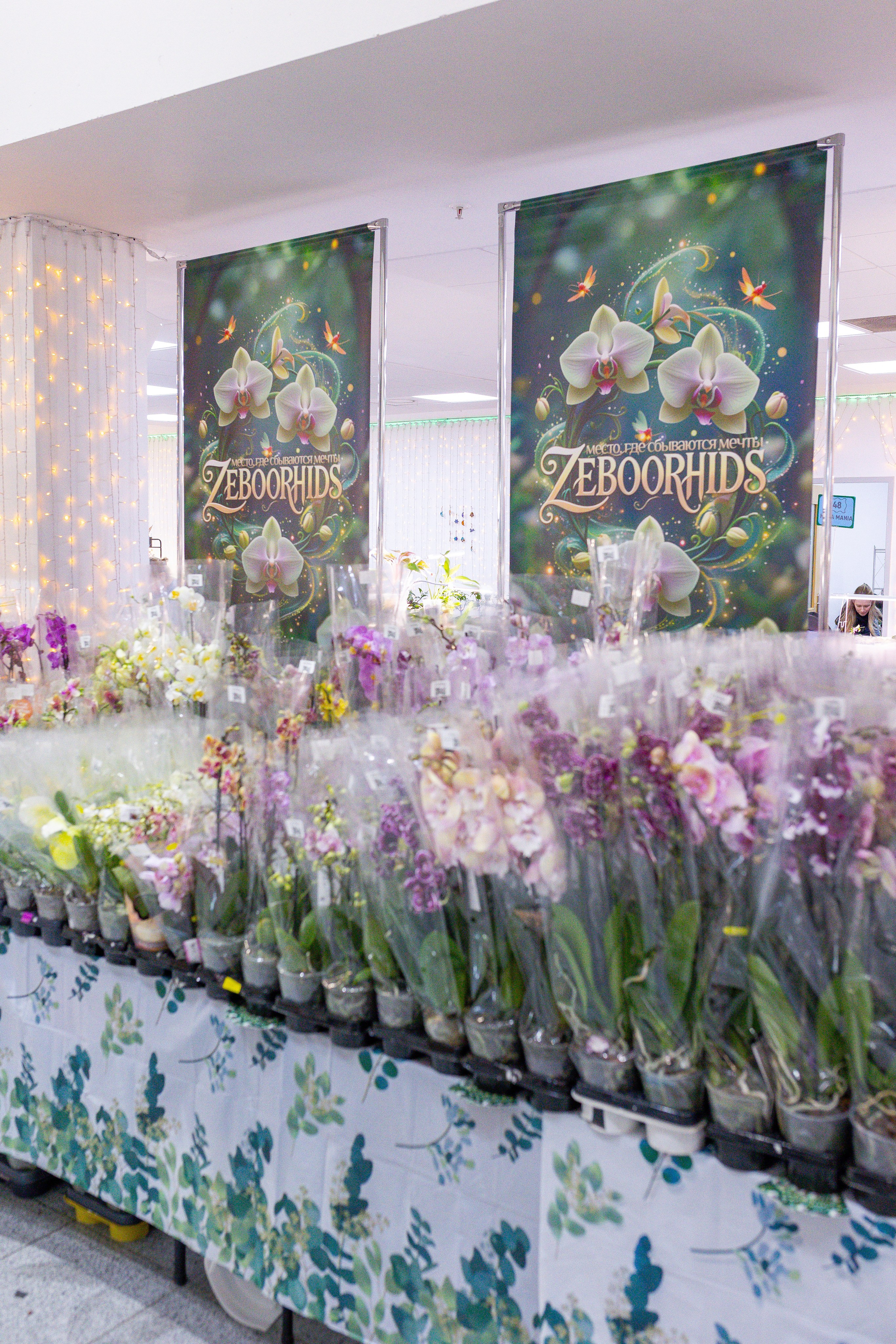 Орхидиум 12.2025. Александра Куликова фотограф, Москва