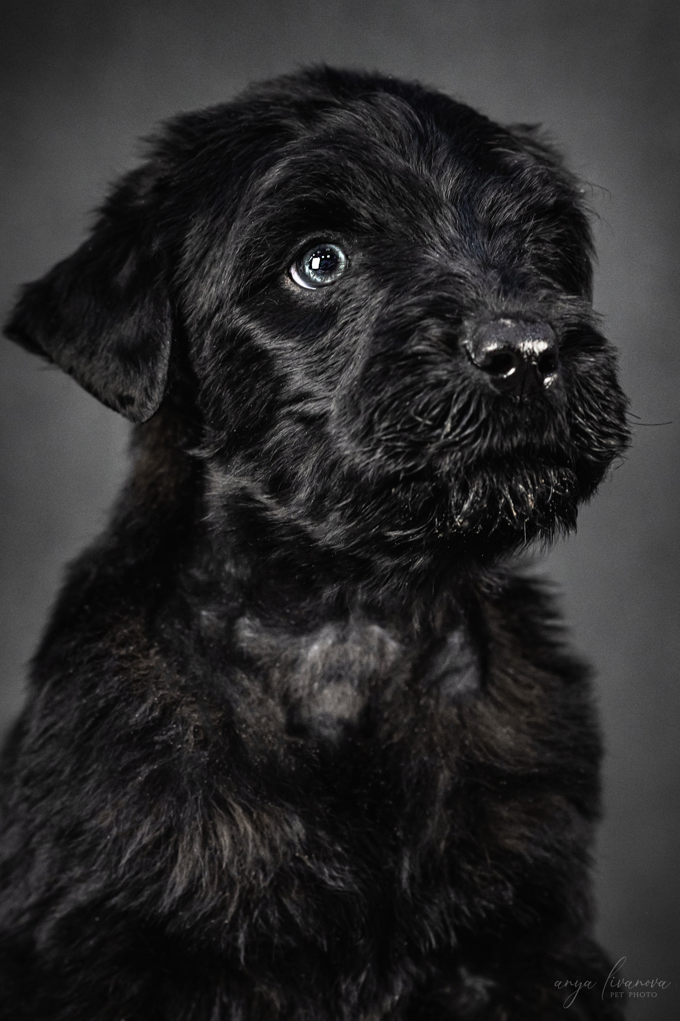 РЧТ. Фотограф анималист Аня Ливанова | Рыбинск