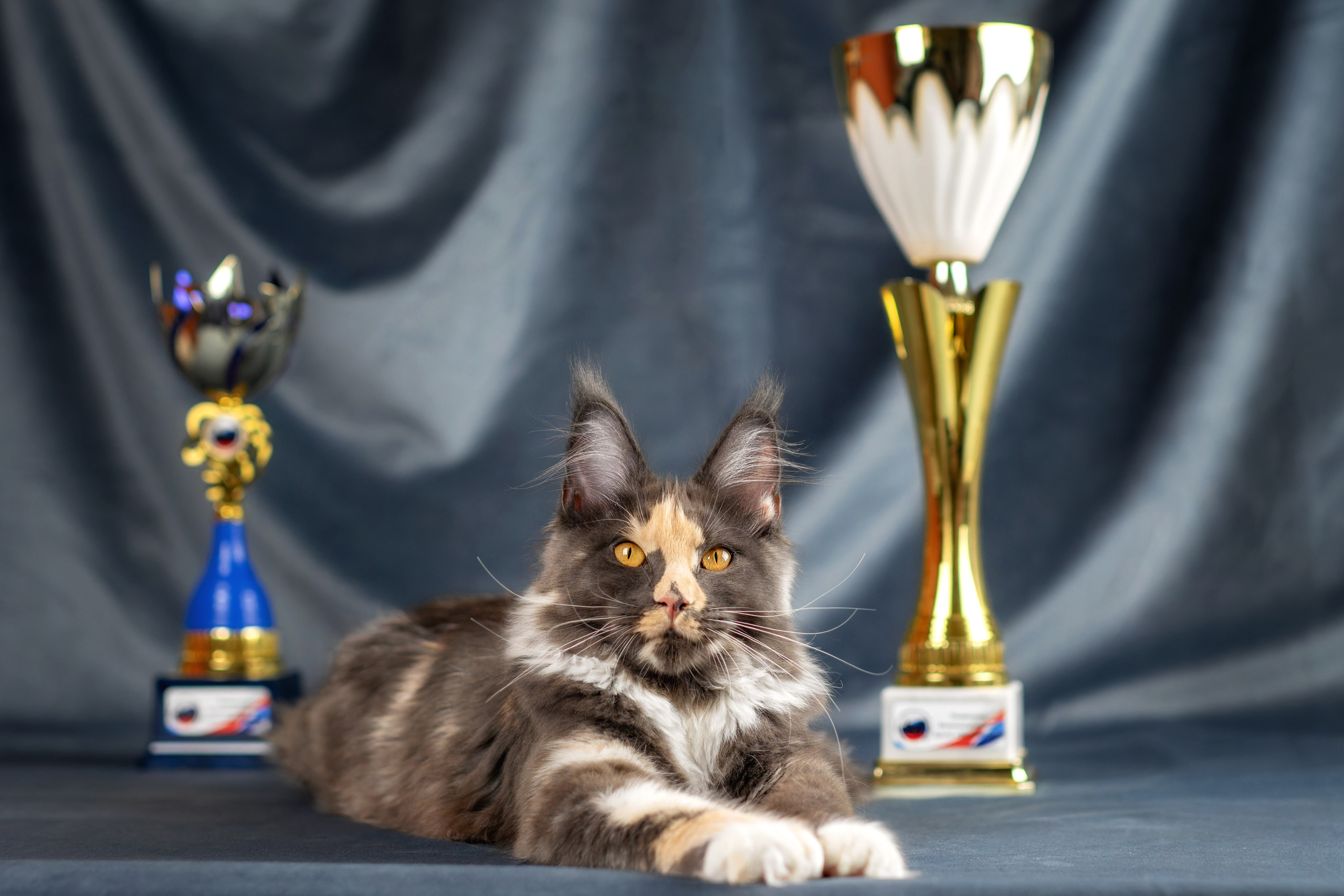 Кошки. Фотограф-анималист Юлия Зубкова