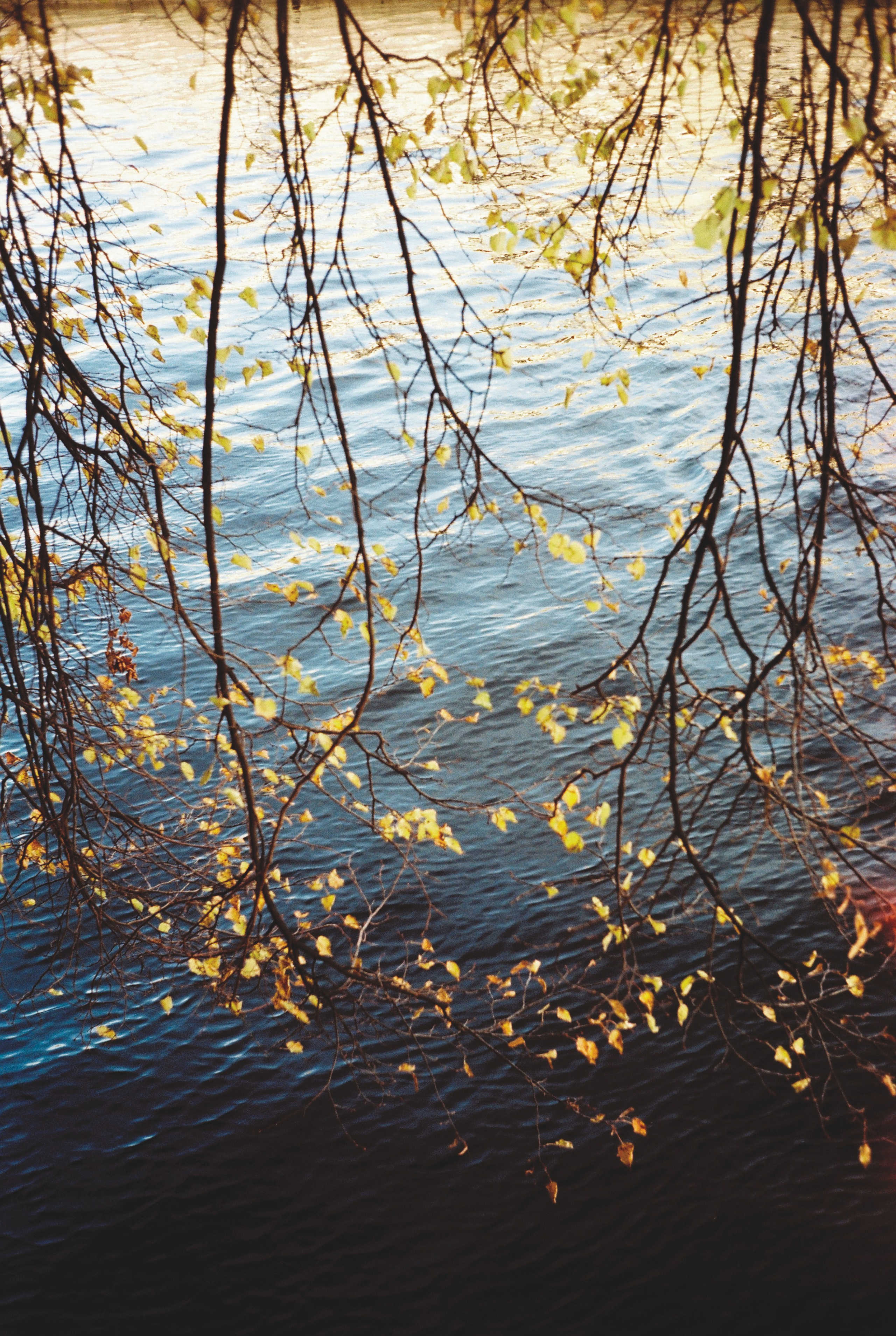 Фотографии цветные. Свадебный и семейный пленочный фотограф в Петербурге Истомина Ирина