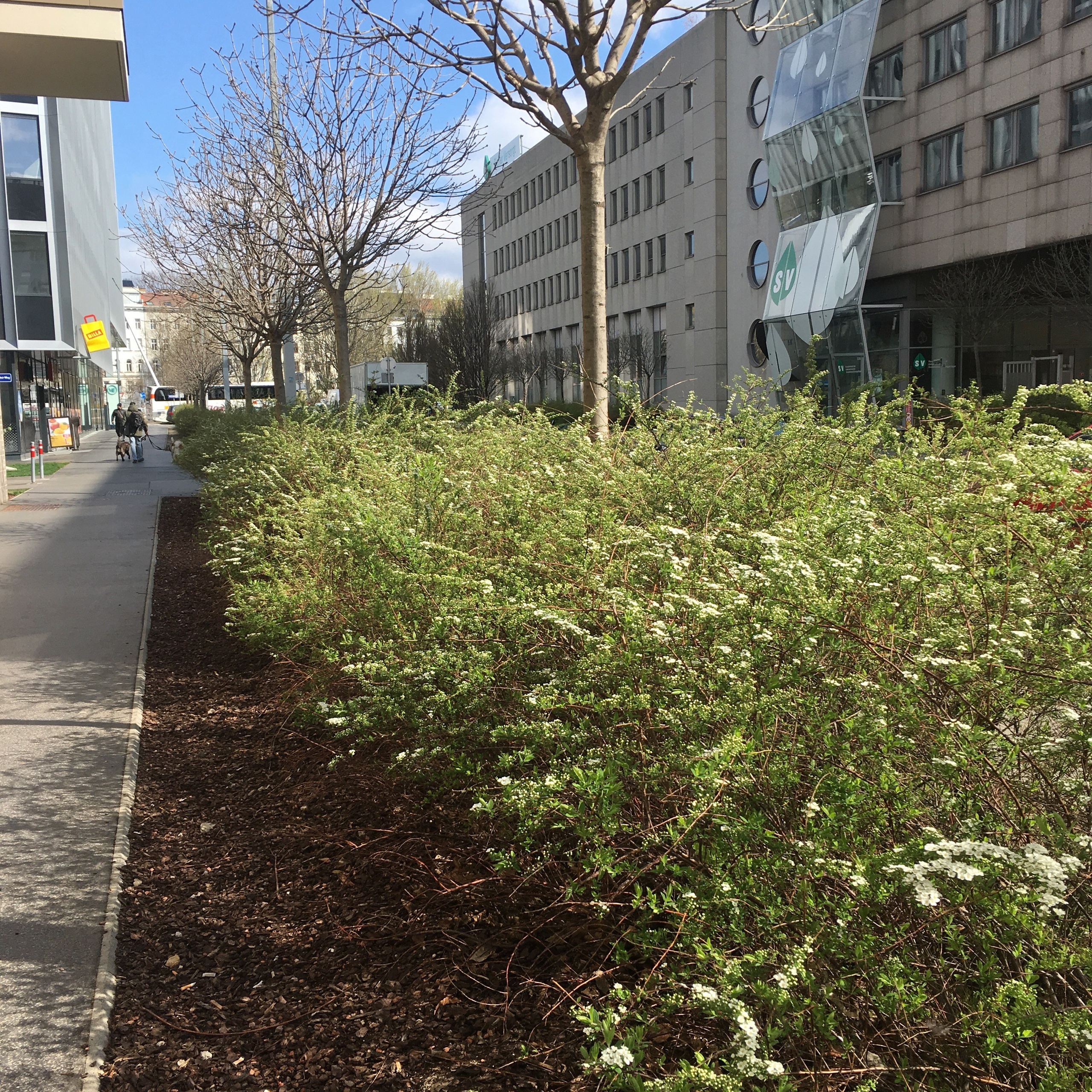 Вена — 19. Своя Мастерская