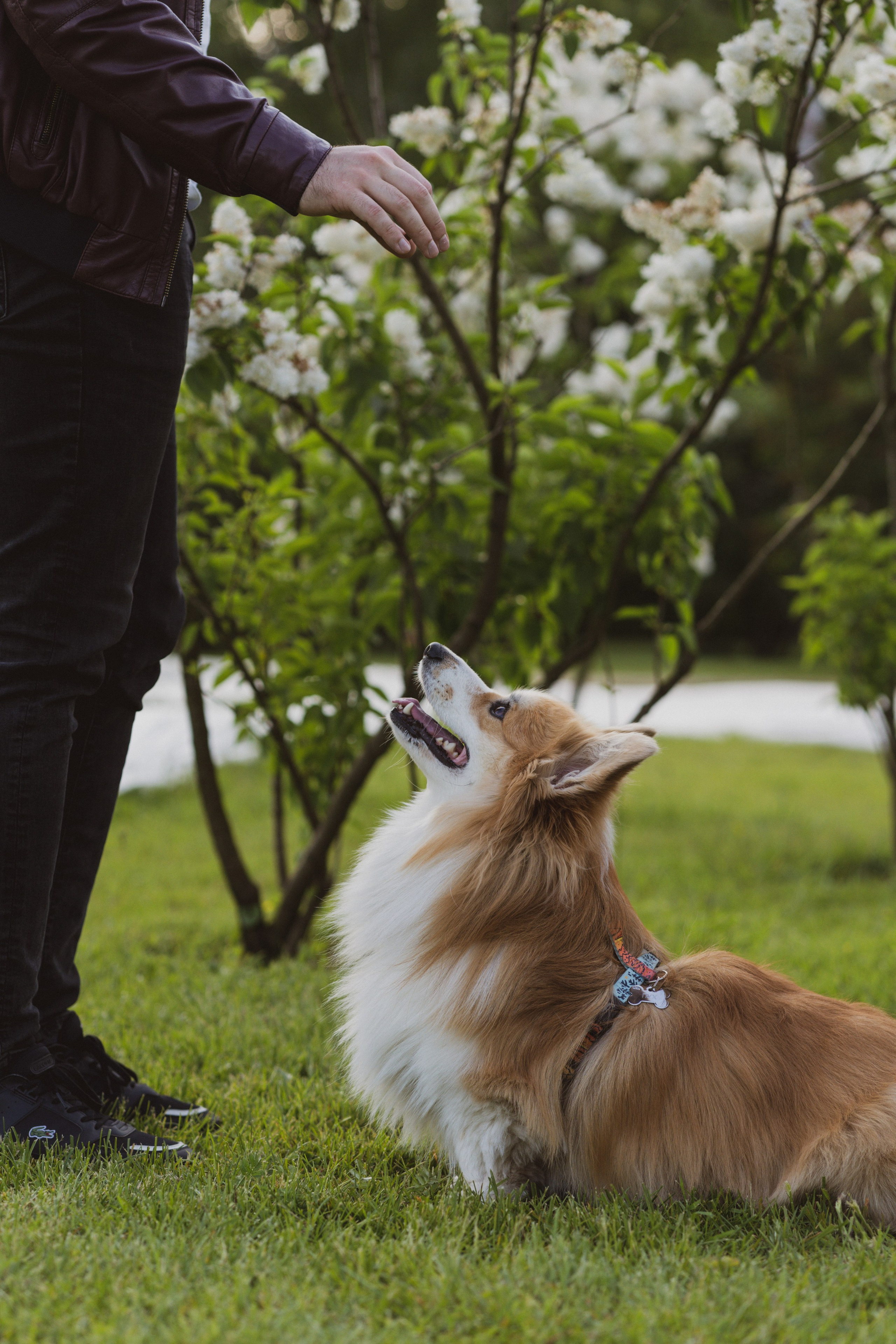 Катя, Арсений и Пух. Свадебный фотограф в Москве Анна Полушина