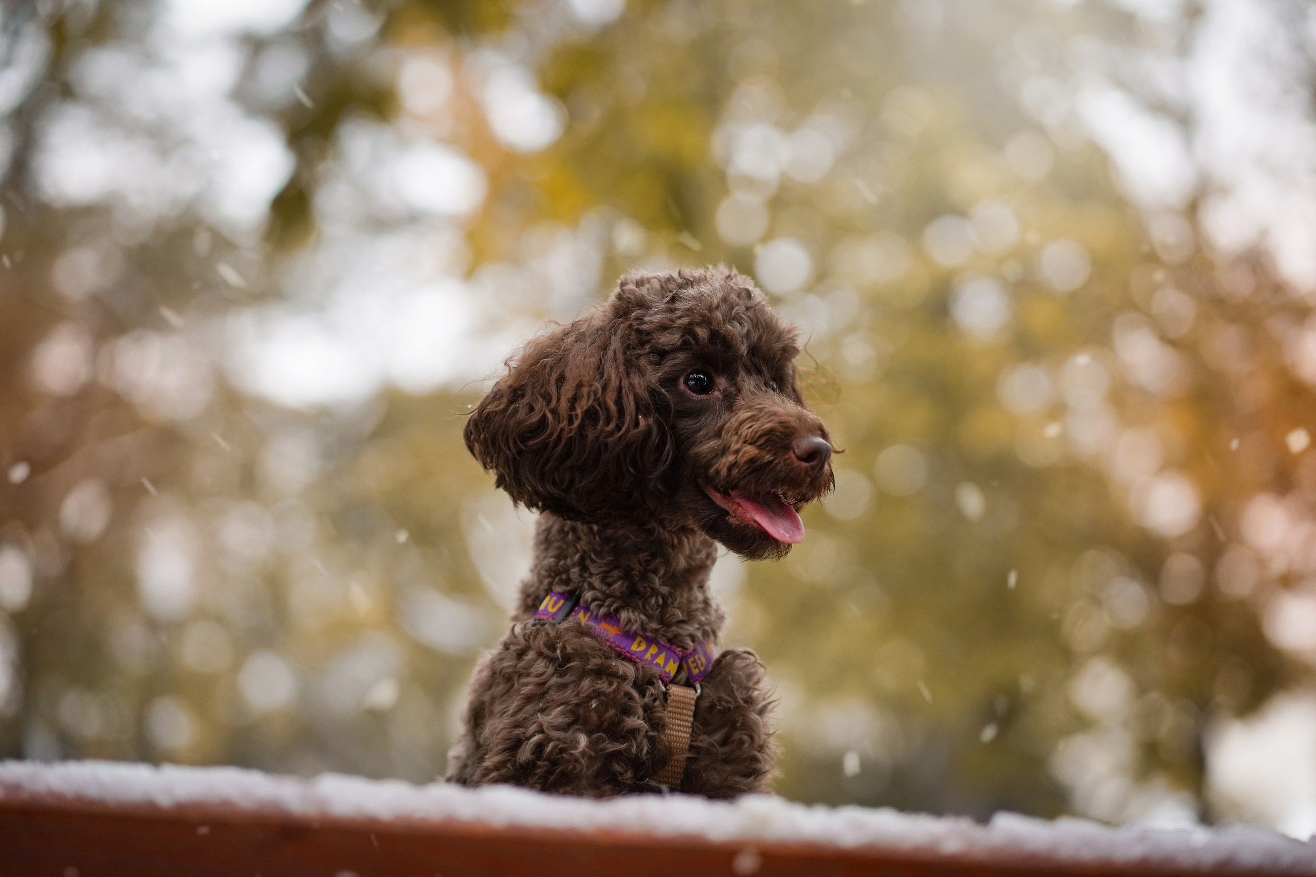 Марина Артем Мия и Хлоя. Фотограф-анималист в Санкт-Петербурге Яна Мартынова