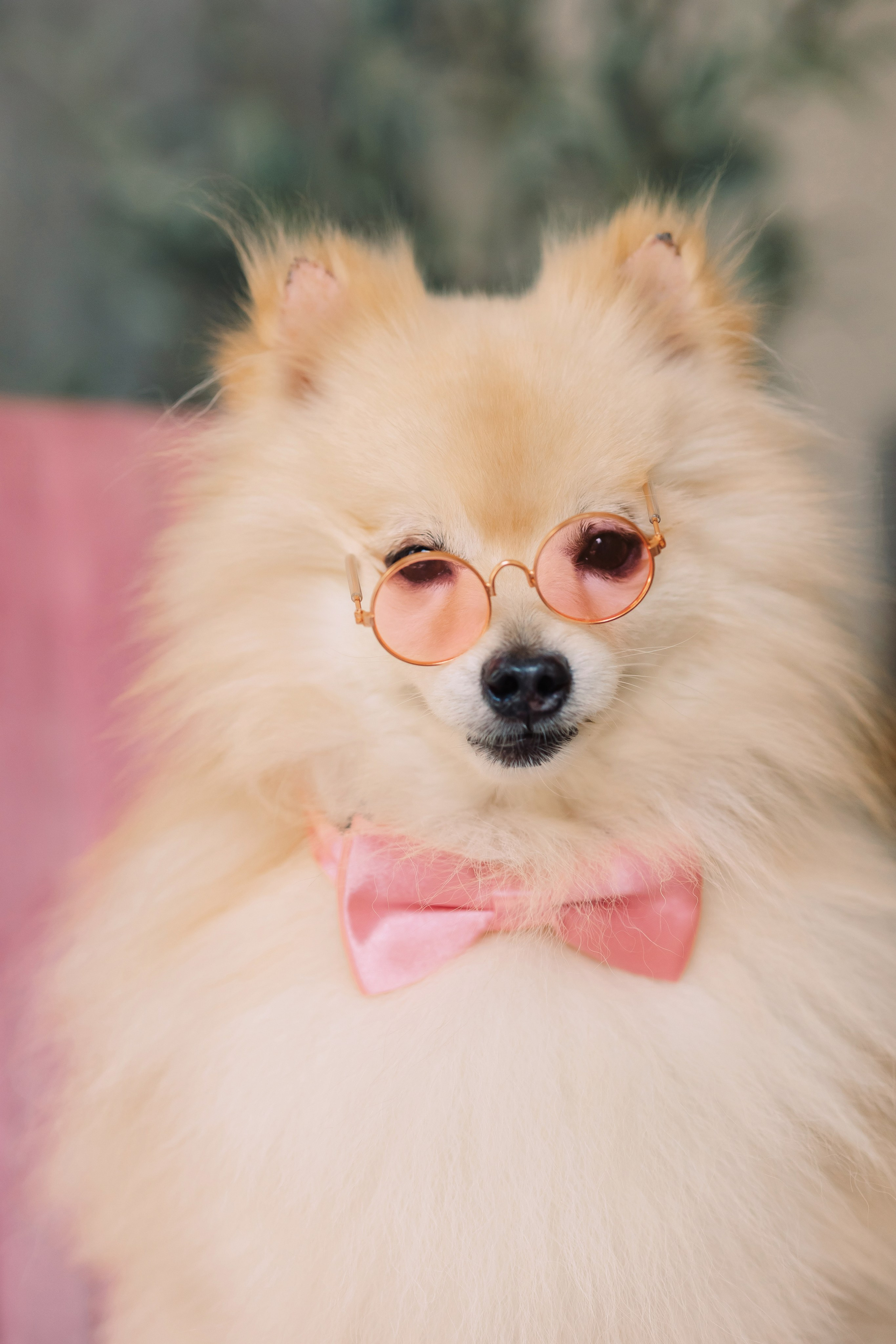 Магазин Friend of mine. Фотограф-анималист Елена Радченко, Москва