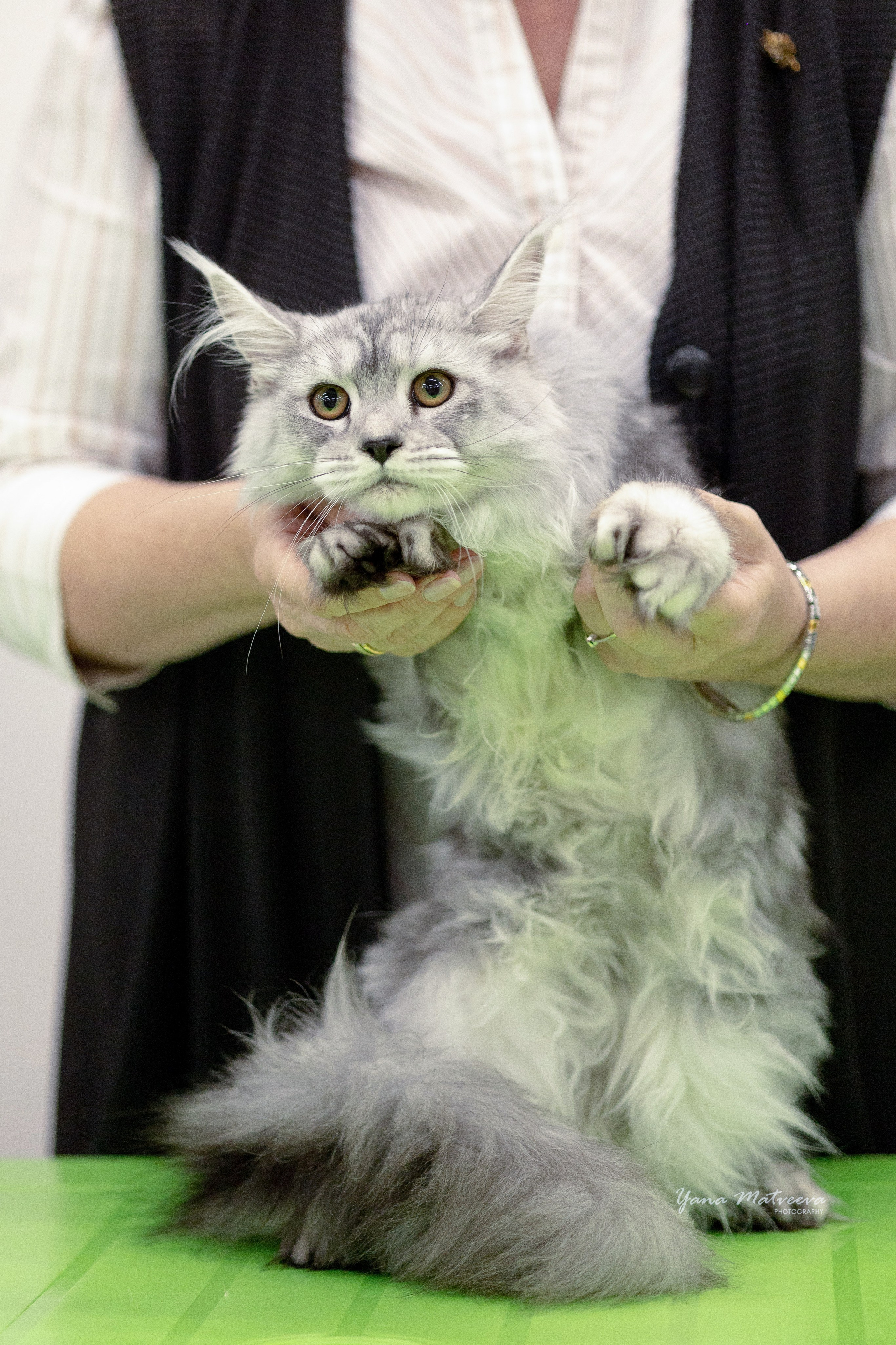 Кошки. Фотограф Яна Матвеева в Ижевске