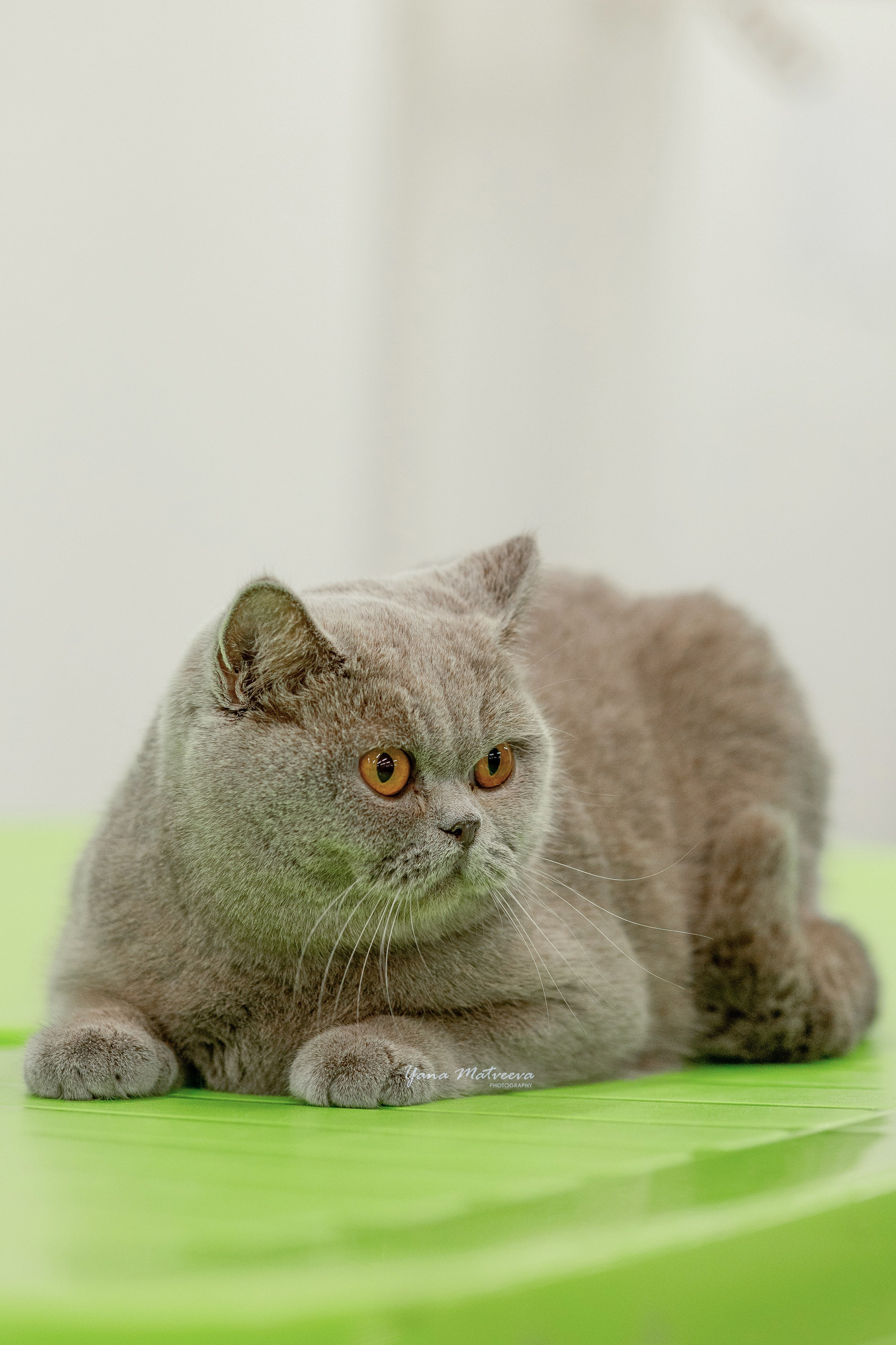 Кошки. Фотограф Яна Матвеева в Ижевске