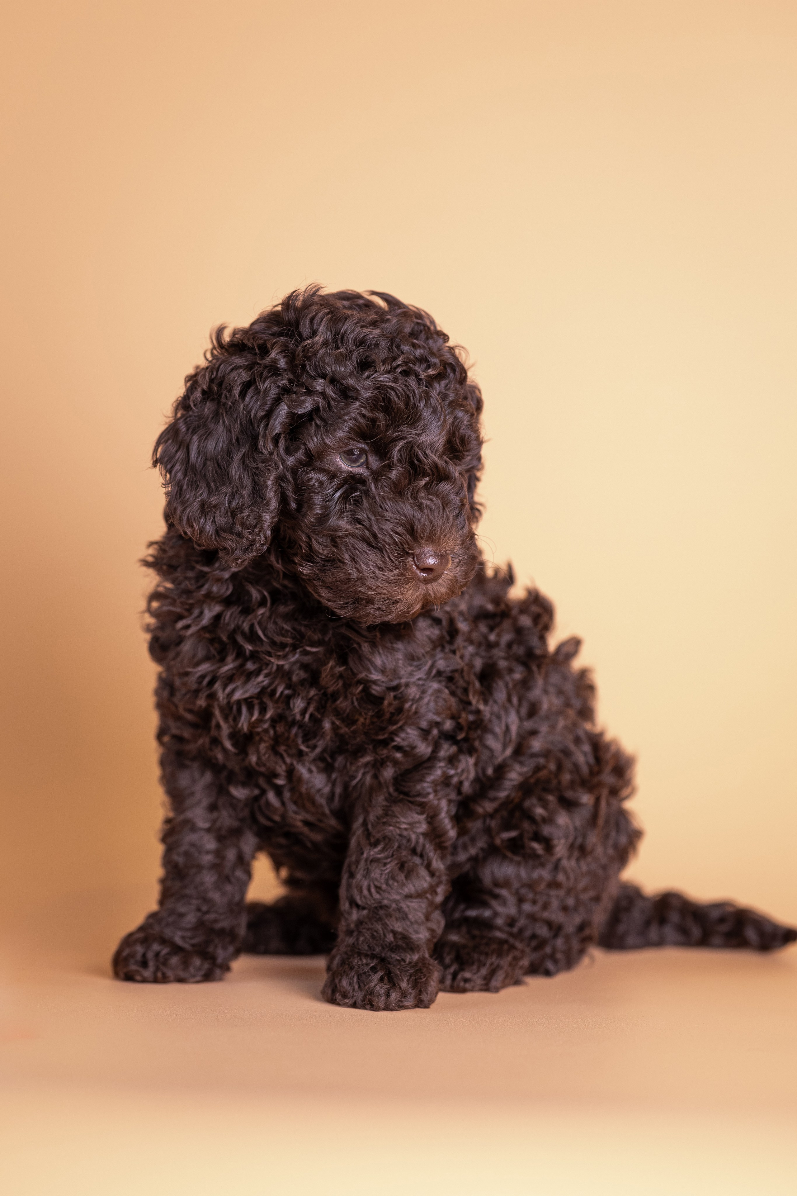 Щенки. Фотограф Яна Матвеева в Ижевске