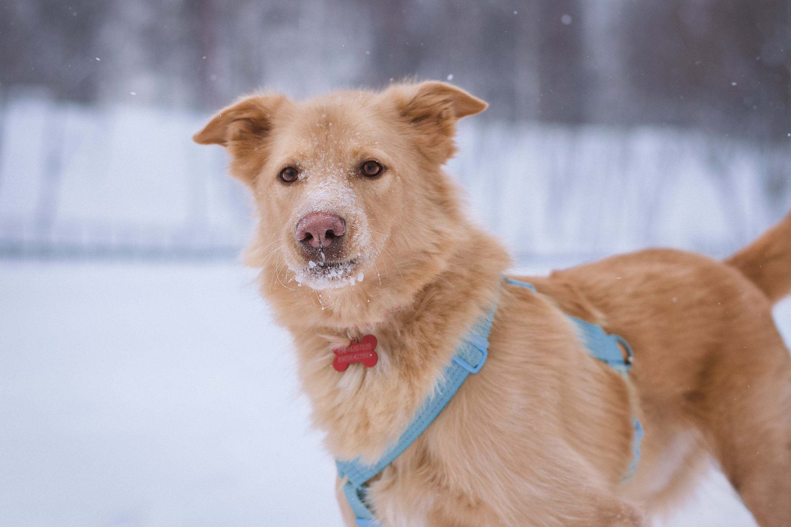 Зимняя фотосессия собаки в Москве. Фотограф собак, анималист в Москве Кира Яковлева