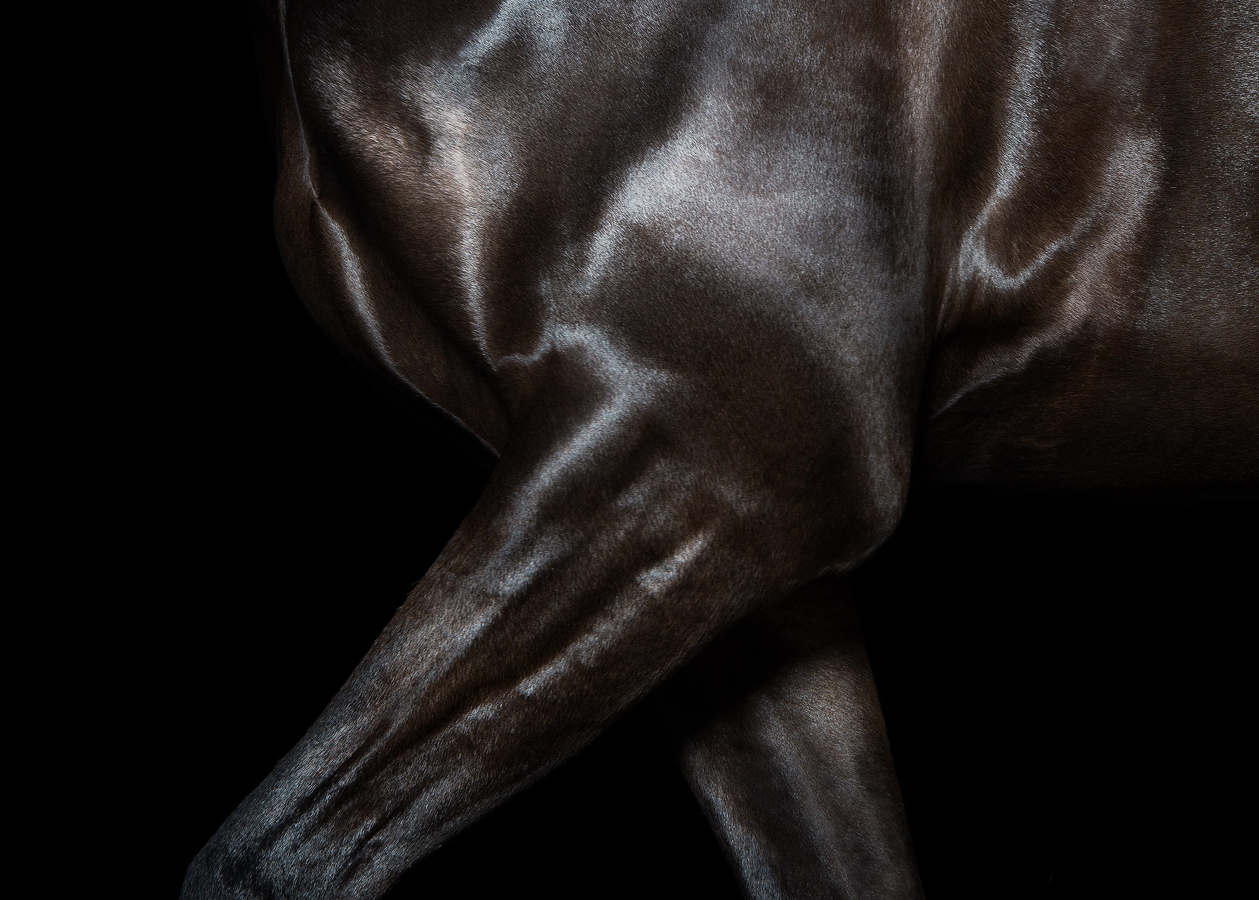 Лошади в студии. Лана Петрова, фотограф