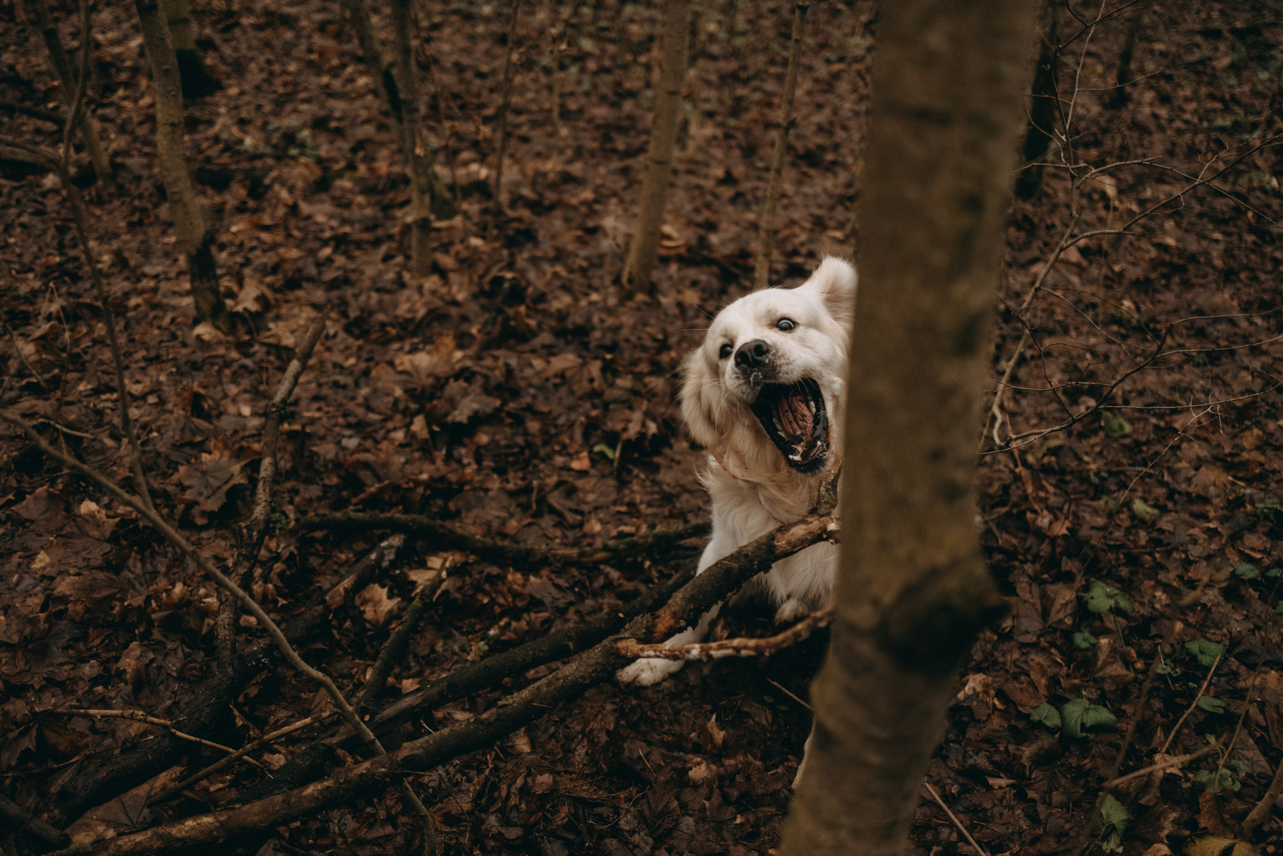 Лаки и его семья. Фотограф — Анималист | Санкт-Петербург