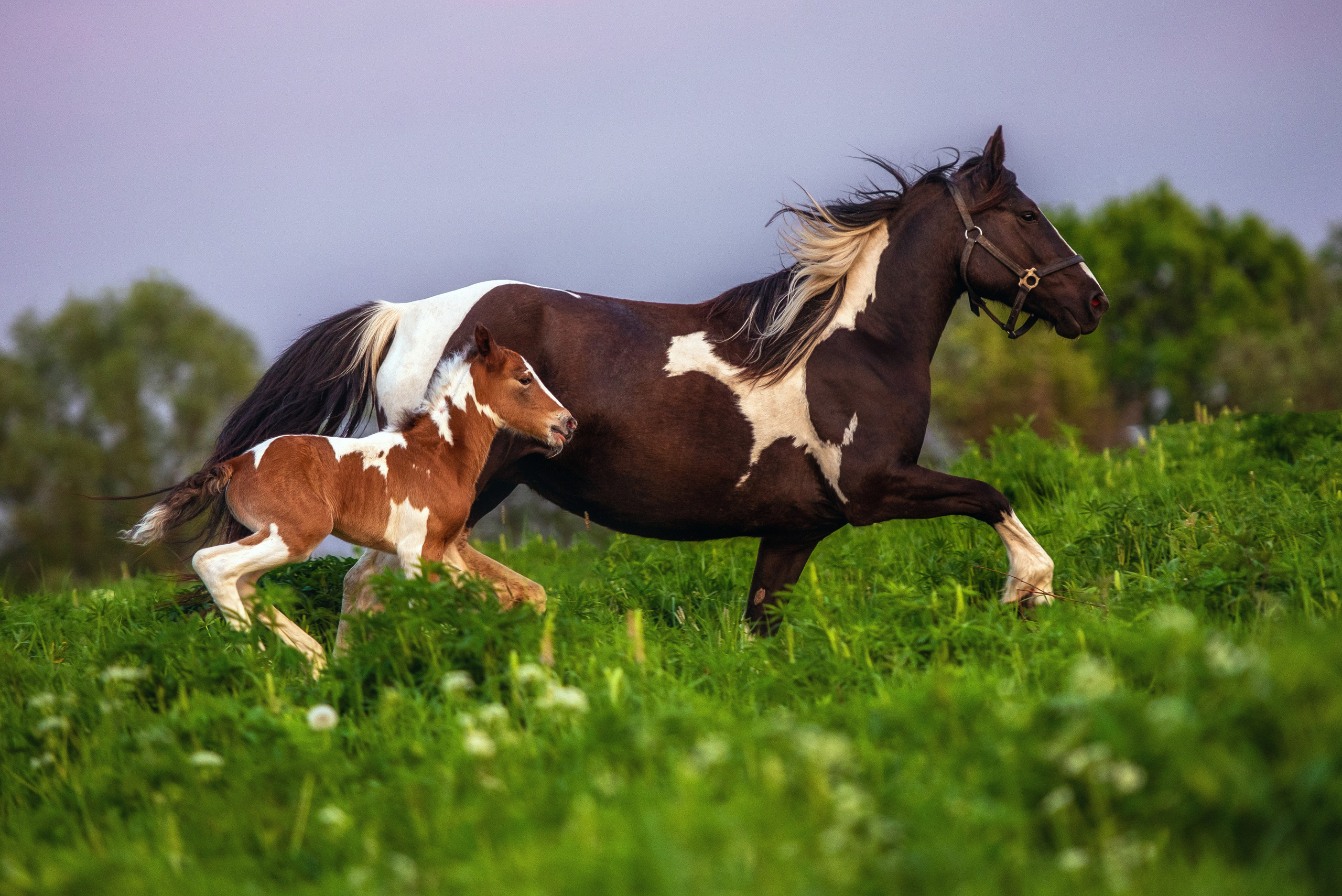 Фотосъемка лошадей. Фотограф с лошадьми в Калининграде Татьяна Ларина