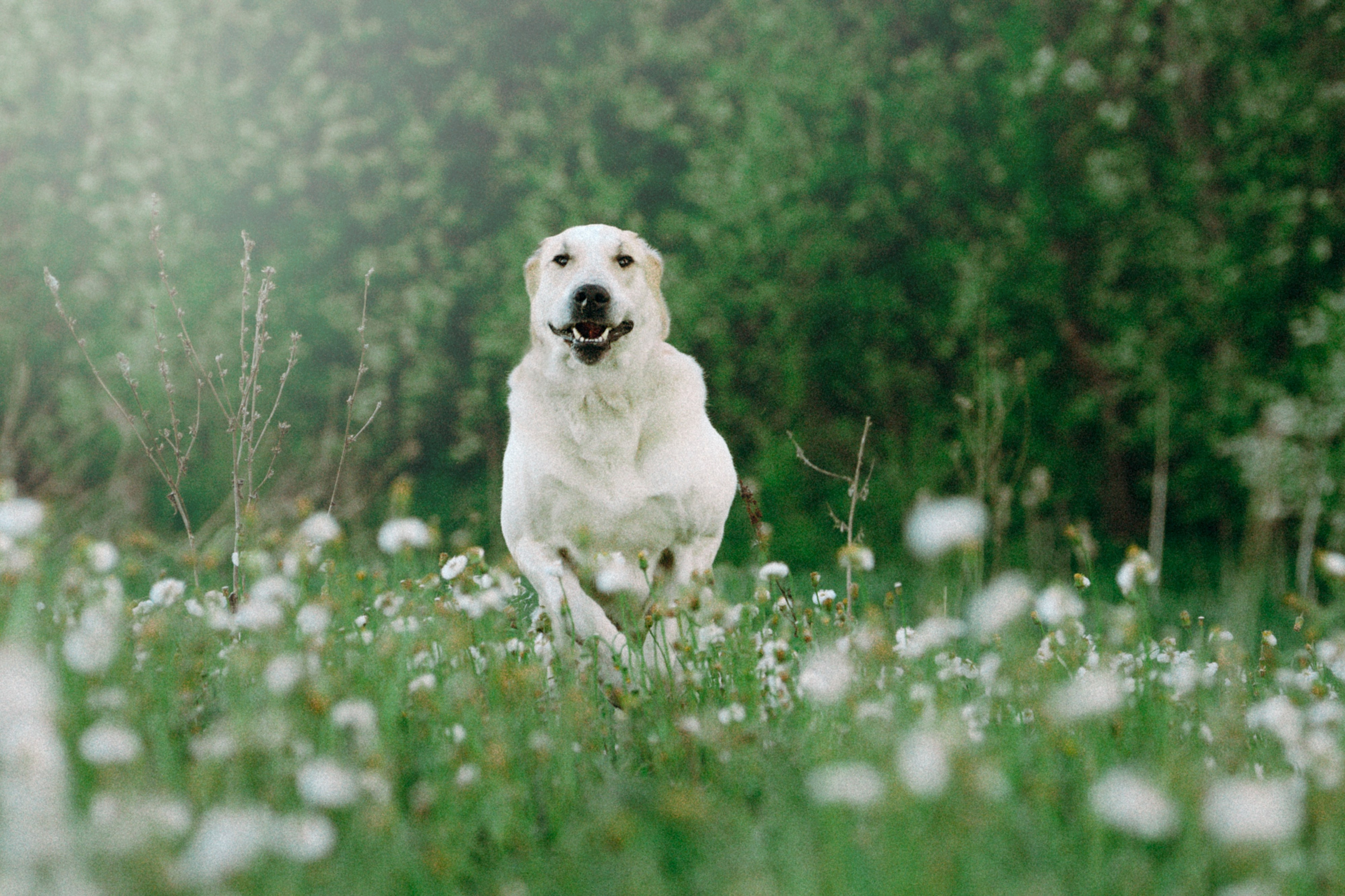 Настя и Рахат. Фотограф анималист в Москве и Санкт-Петербурге Свиридова Анна