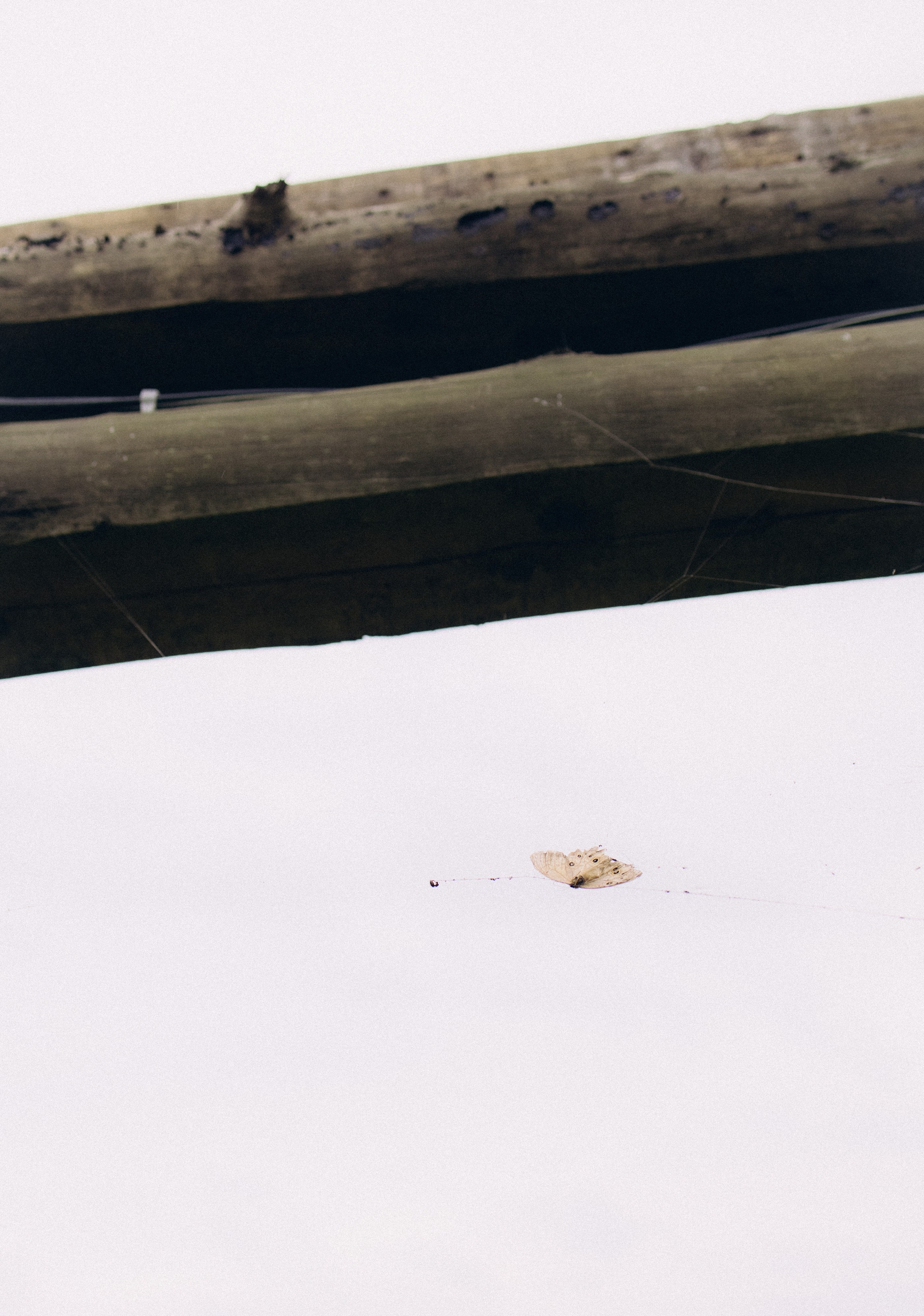 Анна. Фотограф Виктория Куприянова