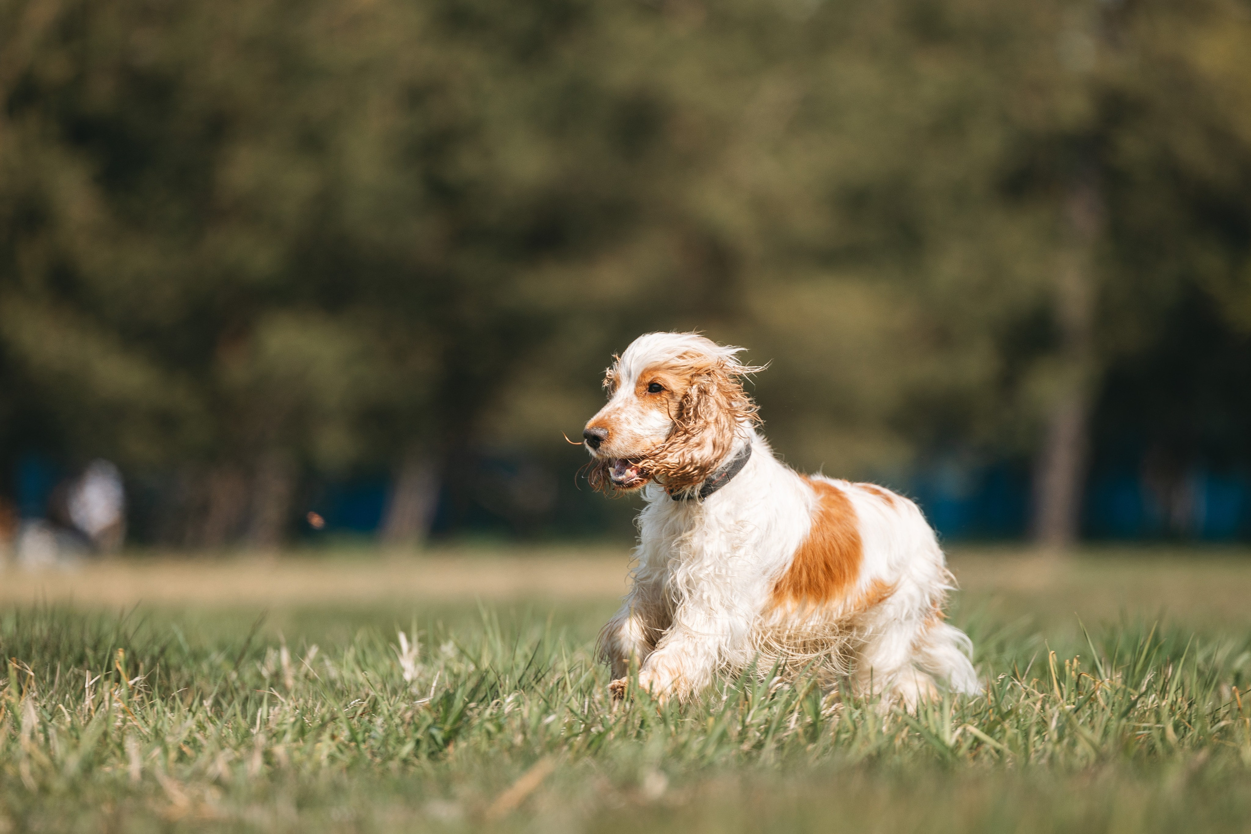 Спанимания. Фотограф анималист Осипчикова Мария