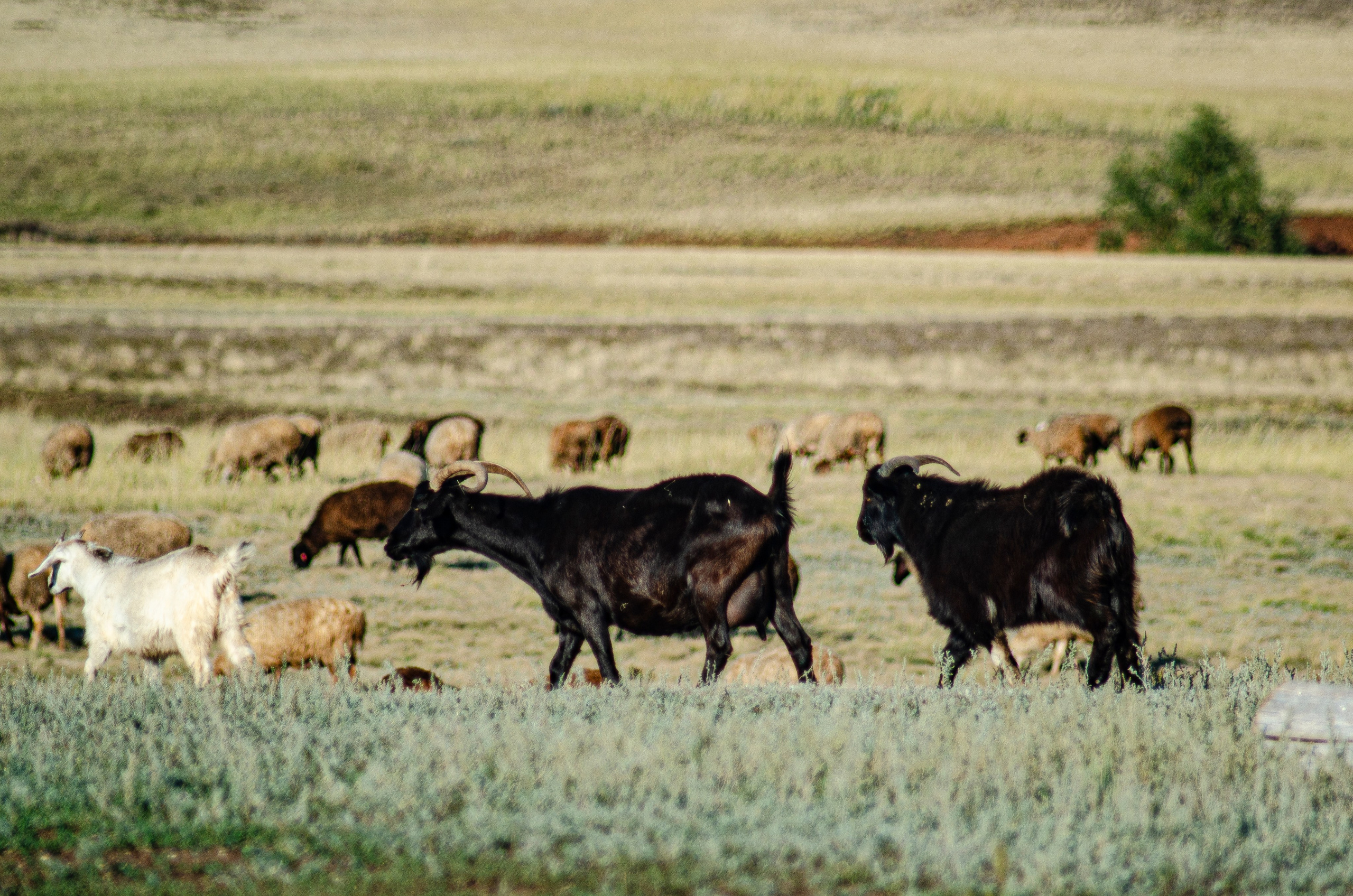 Птицы.Животные. Sreda fotoArt