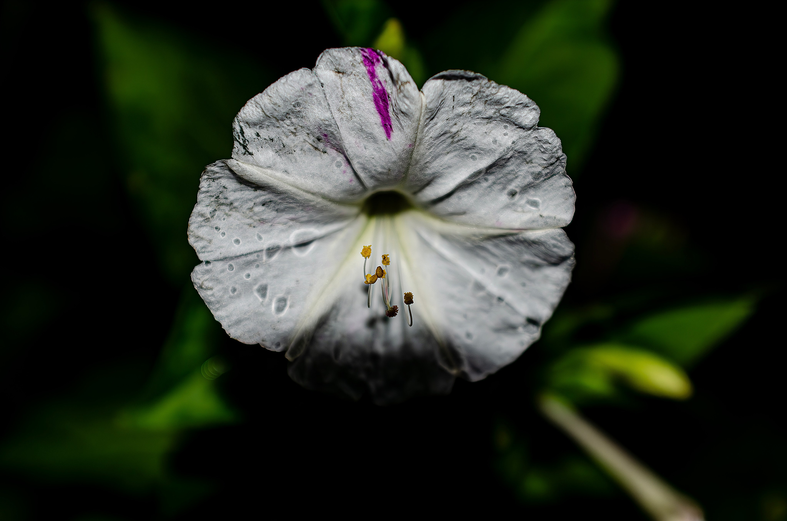 Дары Природы. Sreda fotoArt