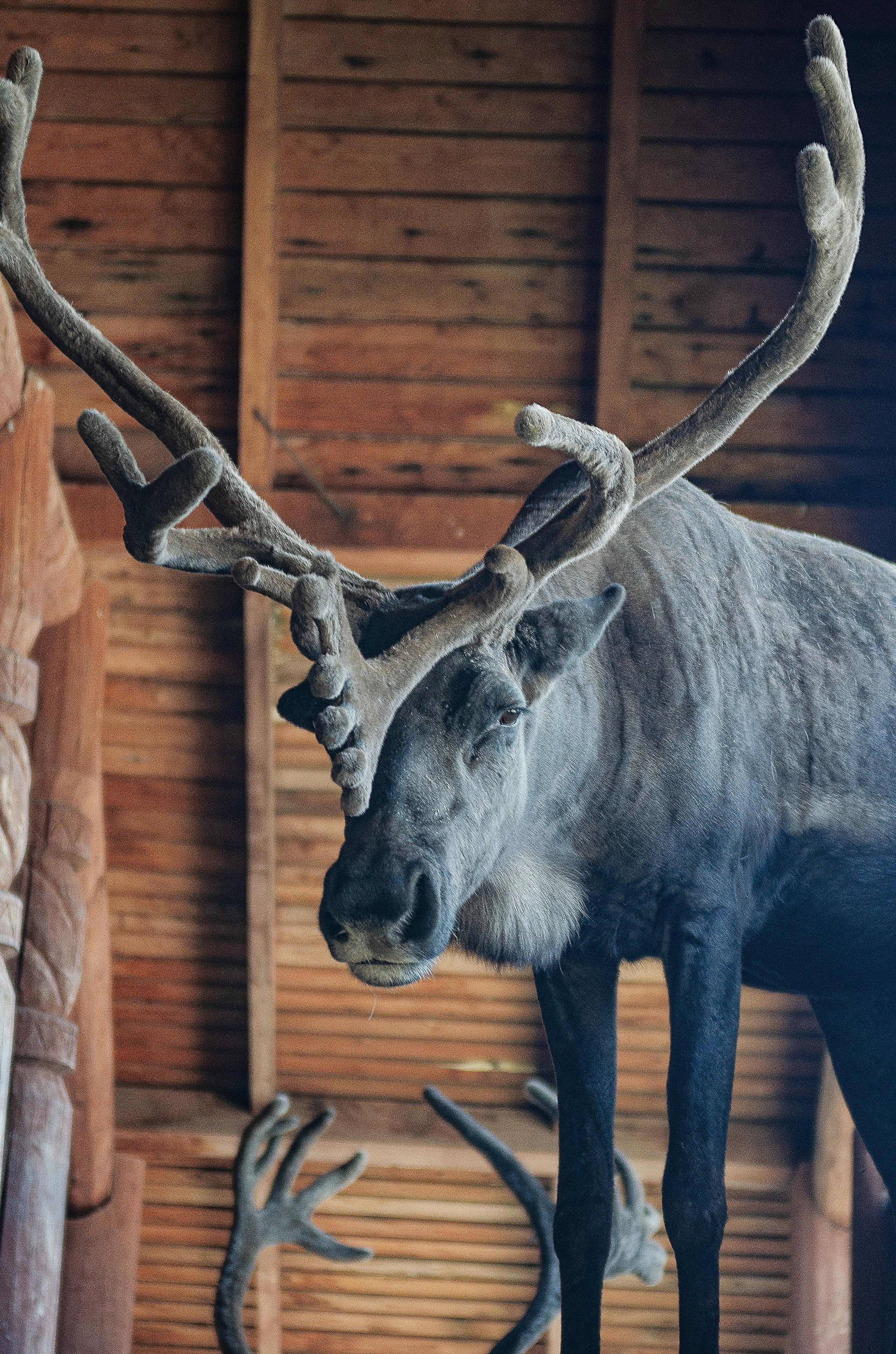 Птицы.Животные. Sreda fotoArt