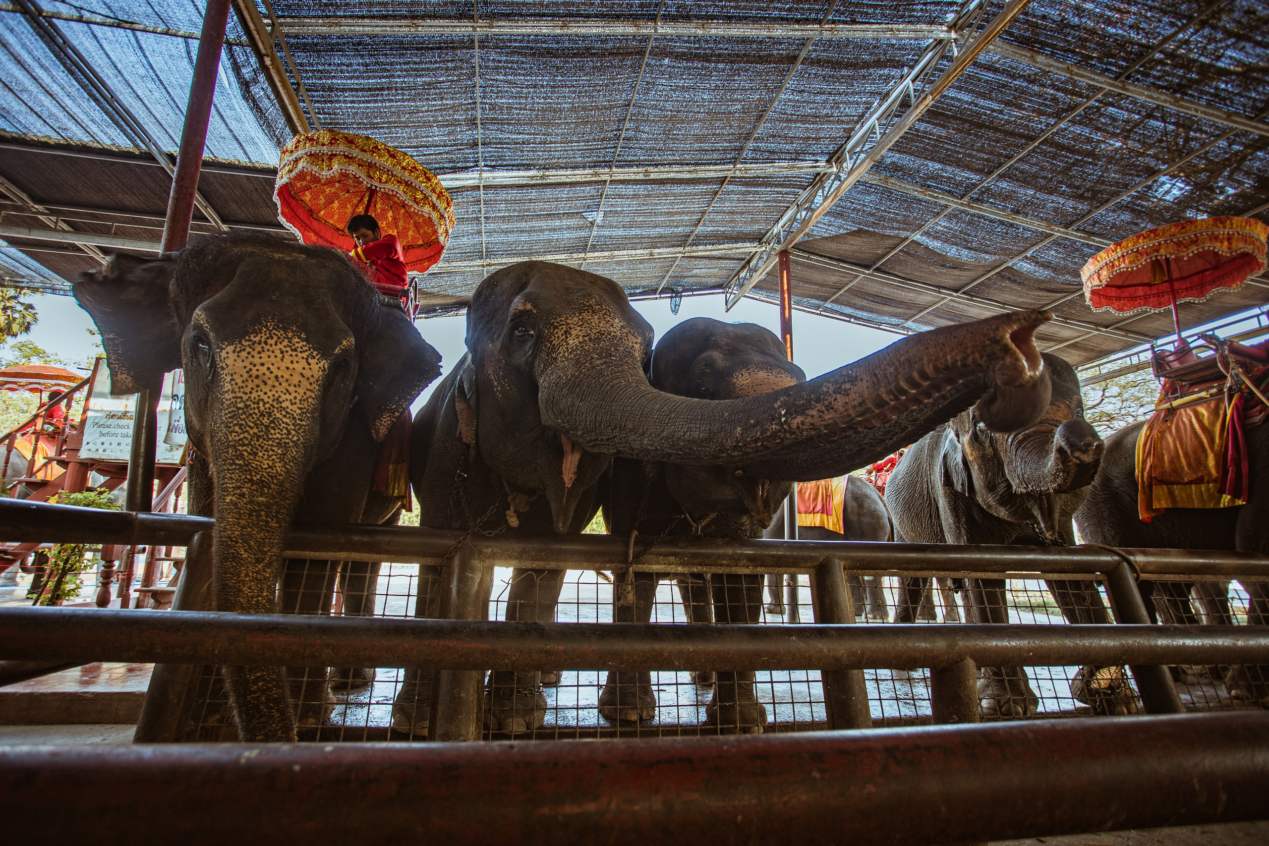 Ayutthaya. Photographer Sonkina Tatiana (Tanya Ash)
