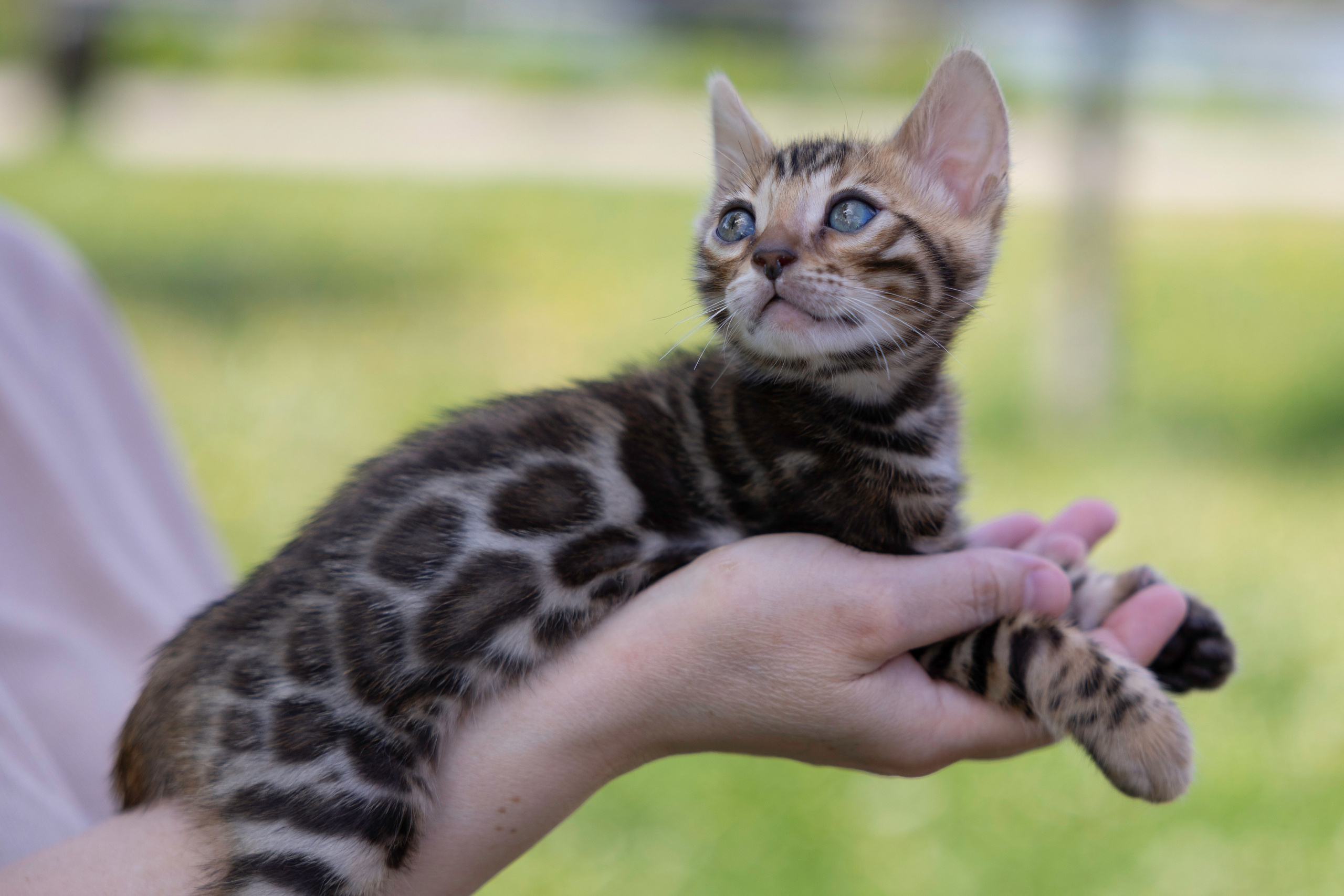 «ЛапкиФест». Фотограф, получающий удовольствие от своей работы