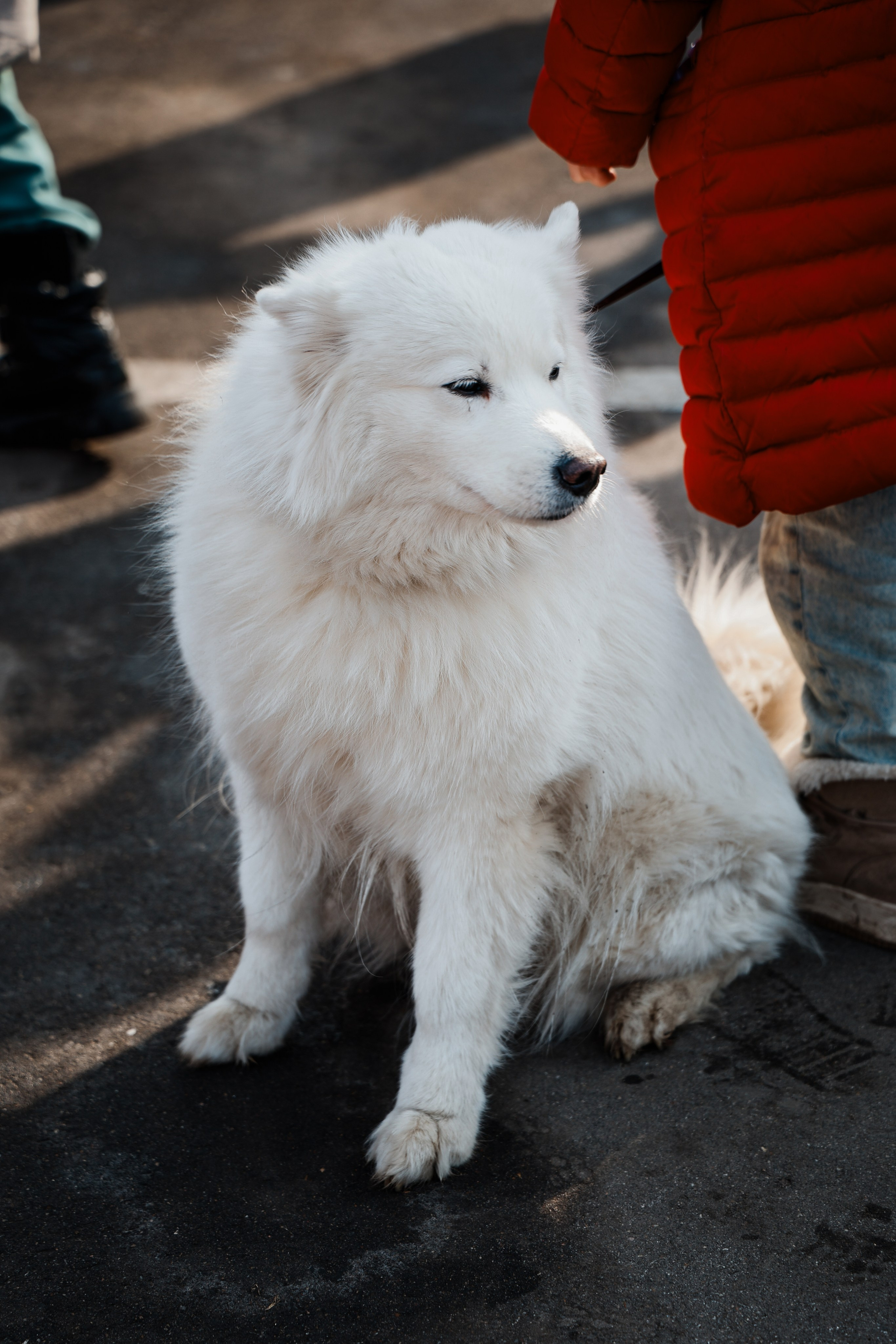 Масленица. Фотограф и видеограф — Москва