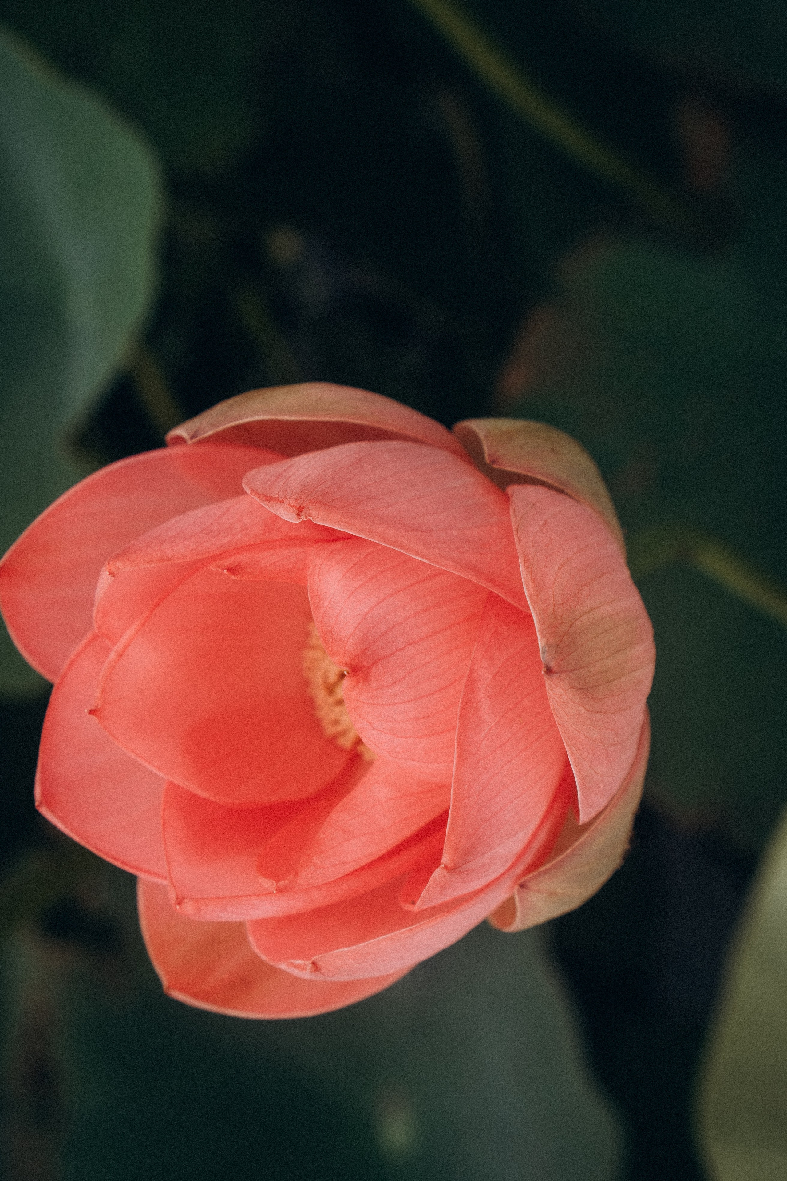 ЛОТОСОВАЯ ПОЛЯНА. Профессиональный фотограф, Санкт-Петербург — Виктория Богомолова
