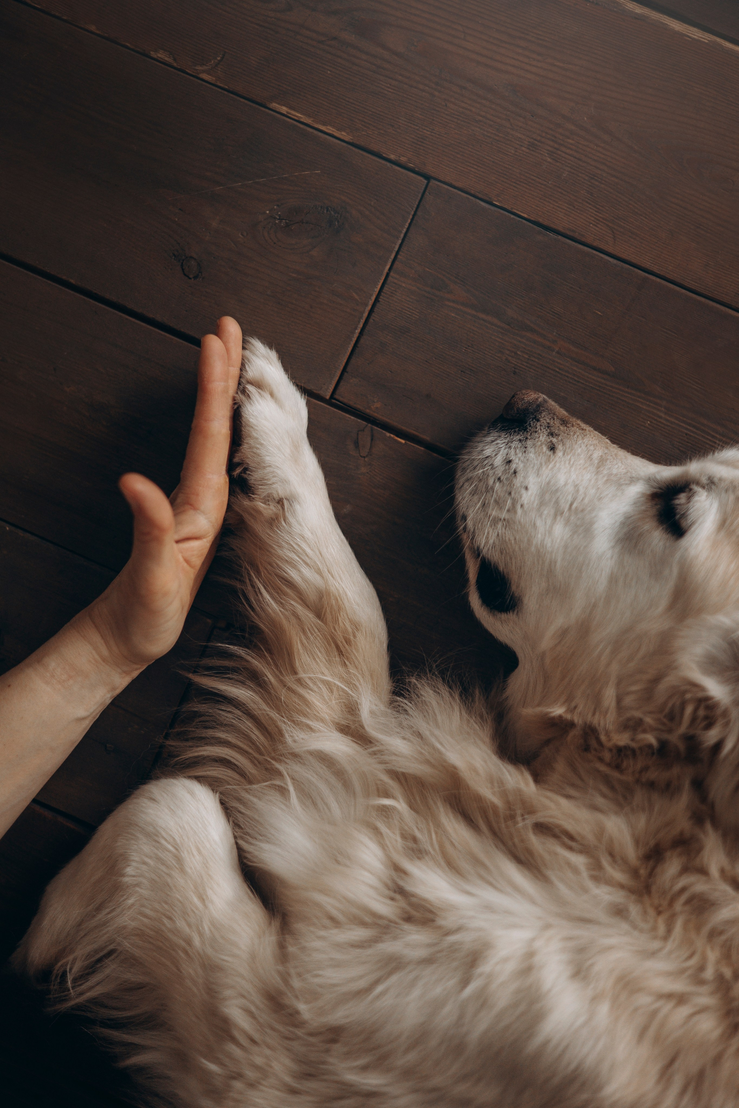 Ирина и Луна. Фотограф — Анималист | Санкт-Петербург