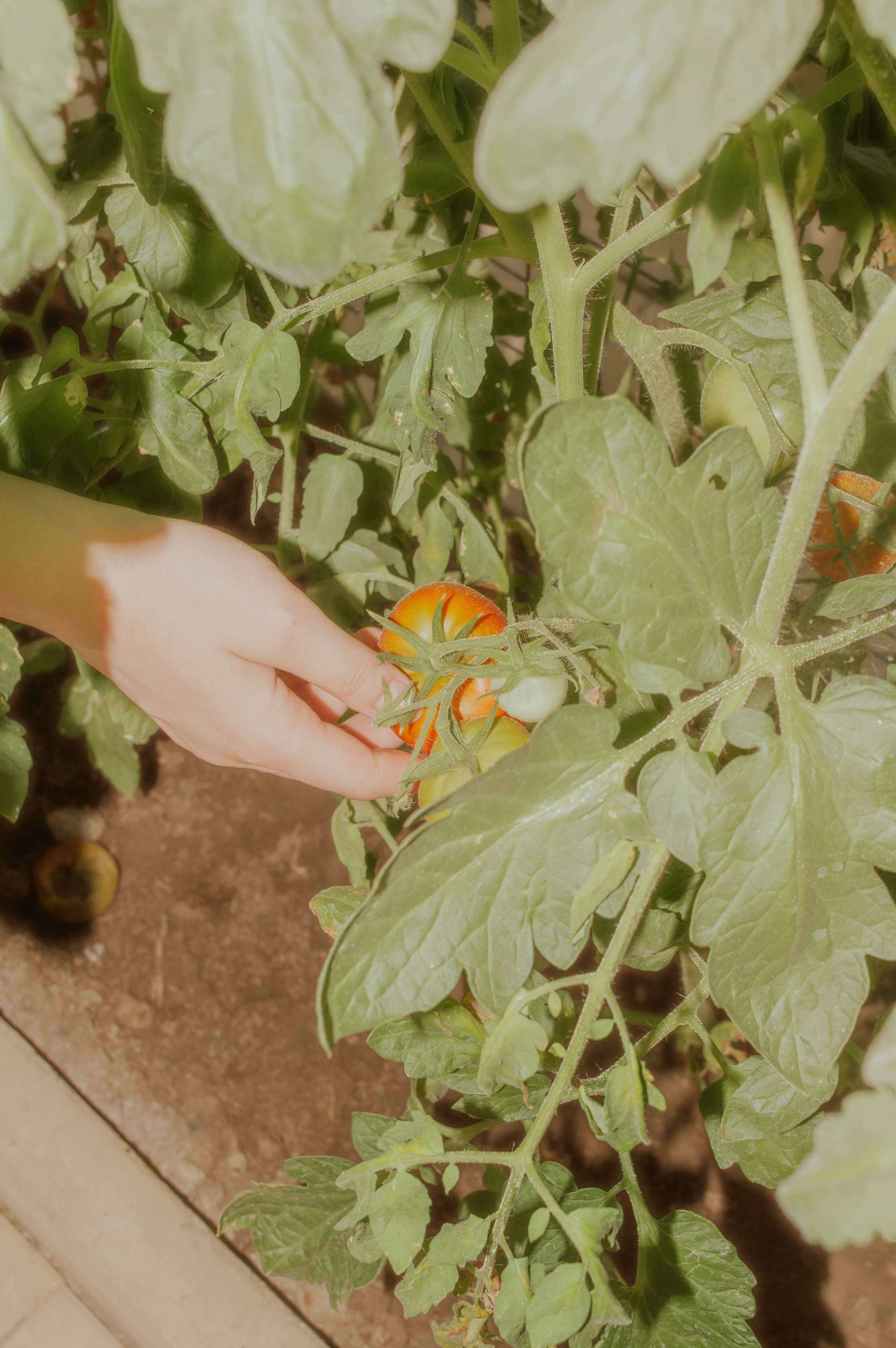 Love-story в саду. Фотограф Анастасия Лощакова в Москве
