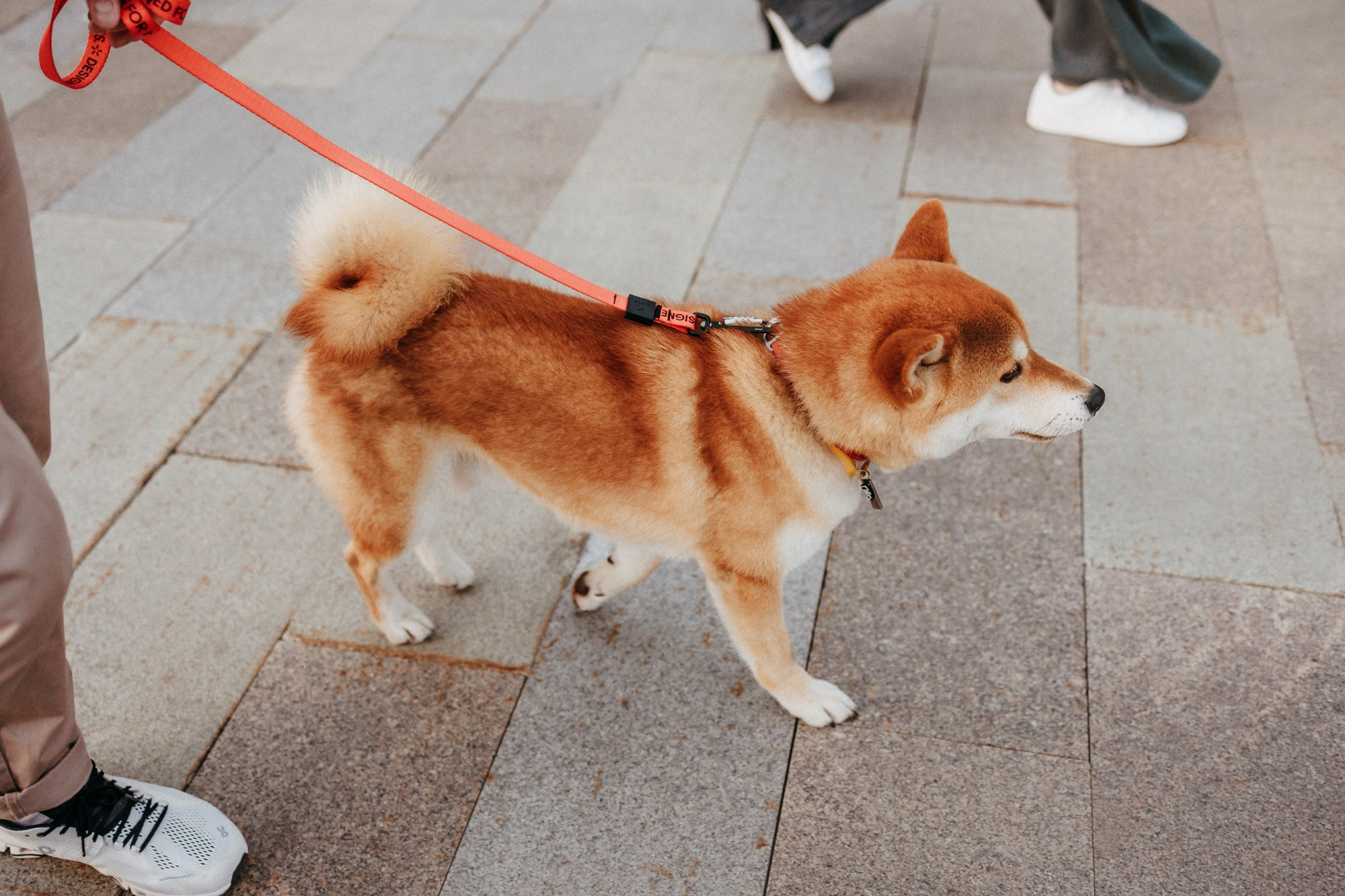 Аня, Влад и Ики. Фотограф-анималист Елена Радченко, Москва