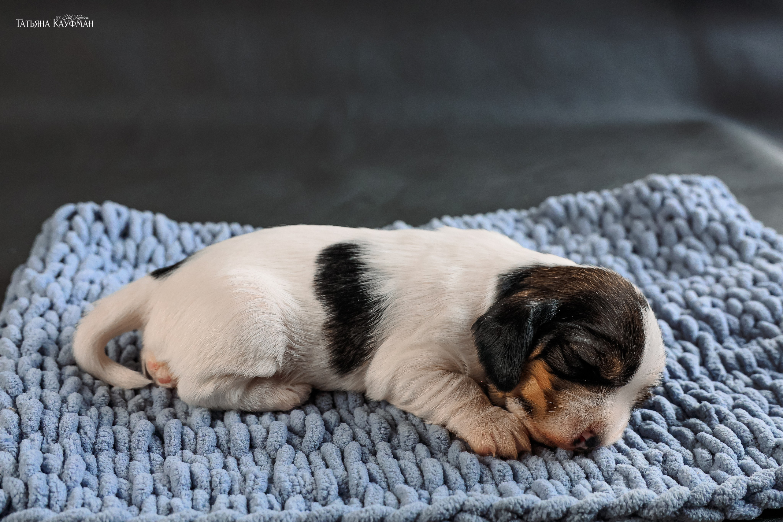 Малые вандейские бассет гриффоны. PVBG. Petit vandeen basset griffon, щенки в новосибирске. Питомник White Rivendel