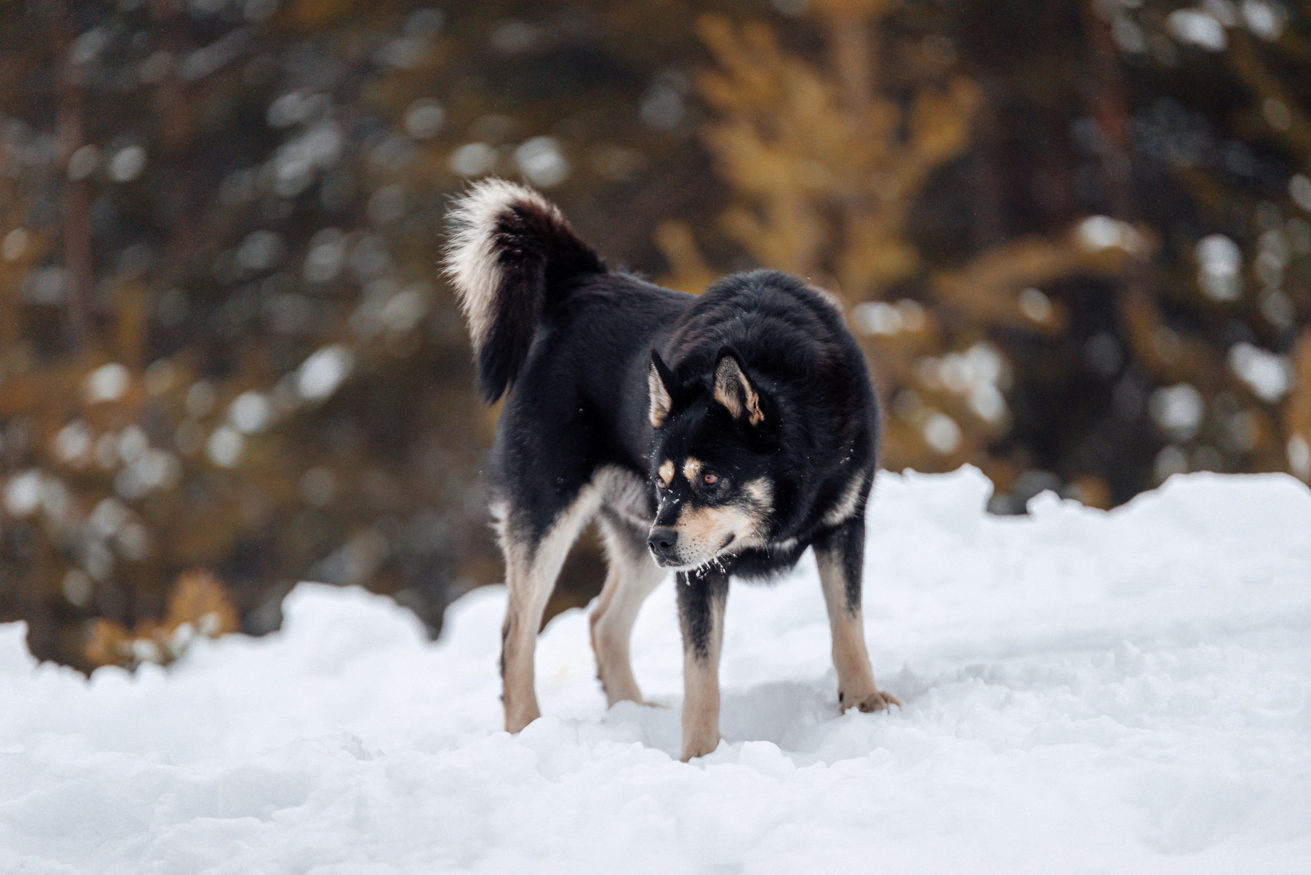 Светлана, Альфа и кошки ✨. Фотограф-анималист Анастасия Парфенова|Екатеринбург