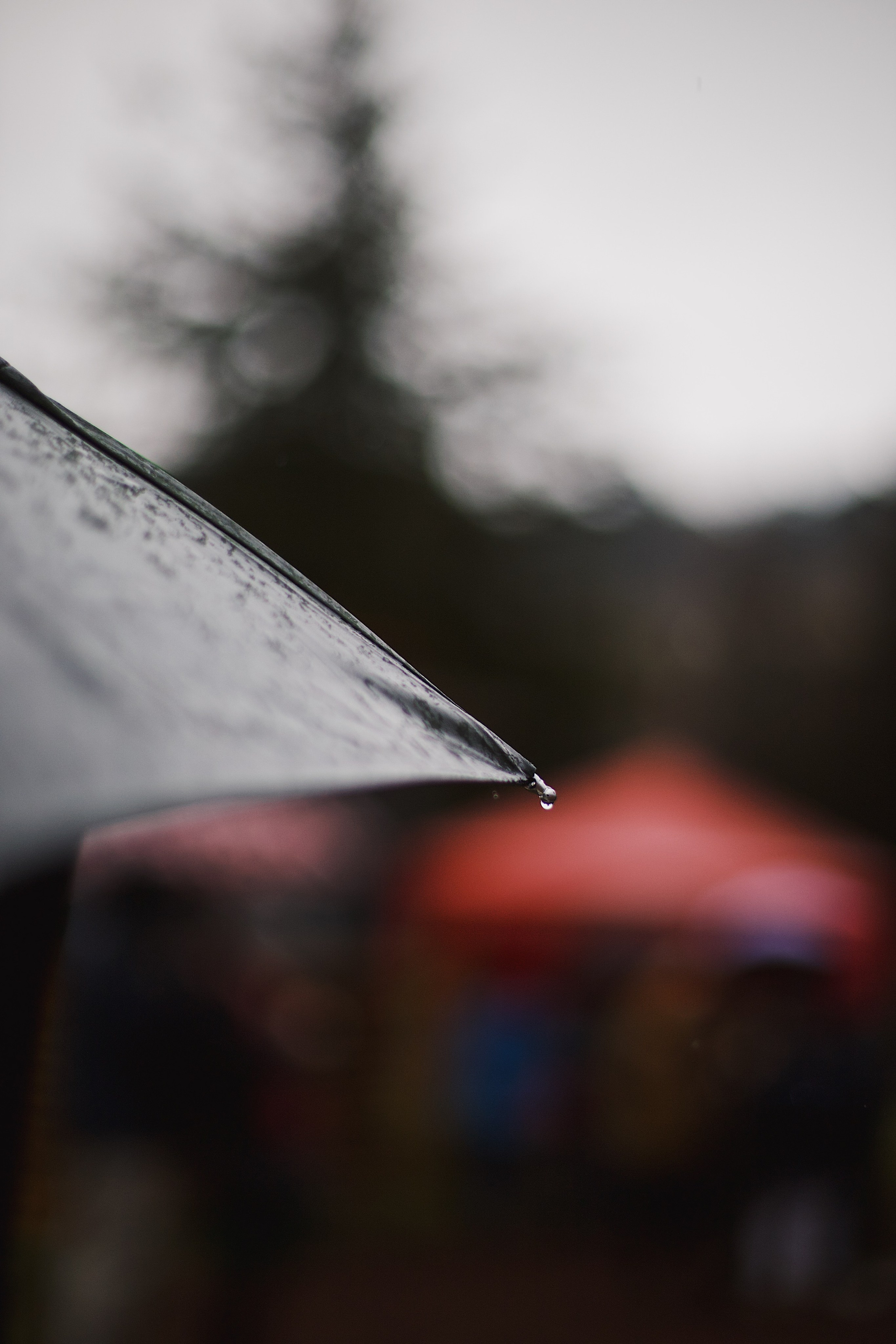 Christmas Tree opening in Dilijan city park. Фотограф в Армении Женя Гилевич