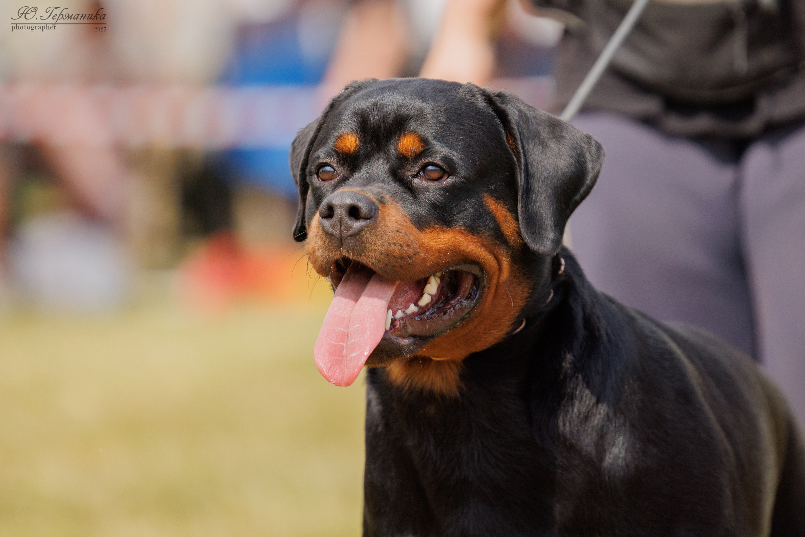 Рязань 2хмоно ротвейлеры 16-17.08.2025. Фотограф-анималист Юлия Германика