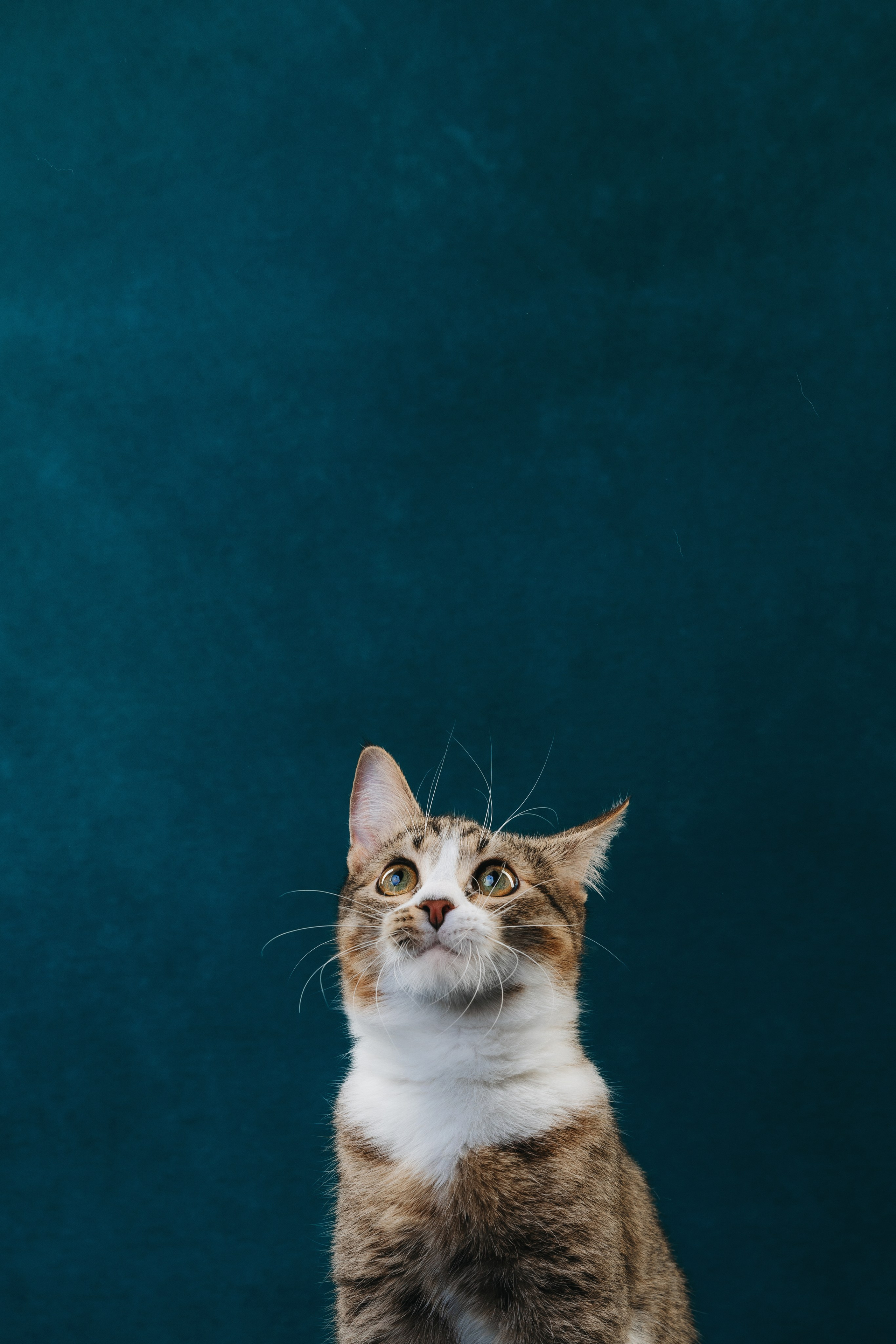 Коты Сет и Квентин. Фотограф анималист Осипчикова Мария