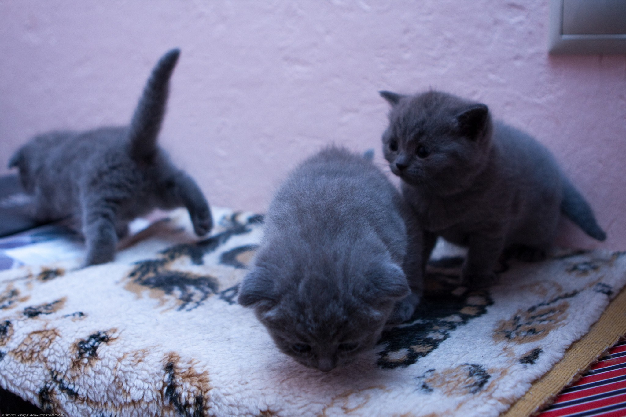 Котята. Кучеров Евгений. Фотограф
