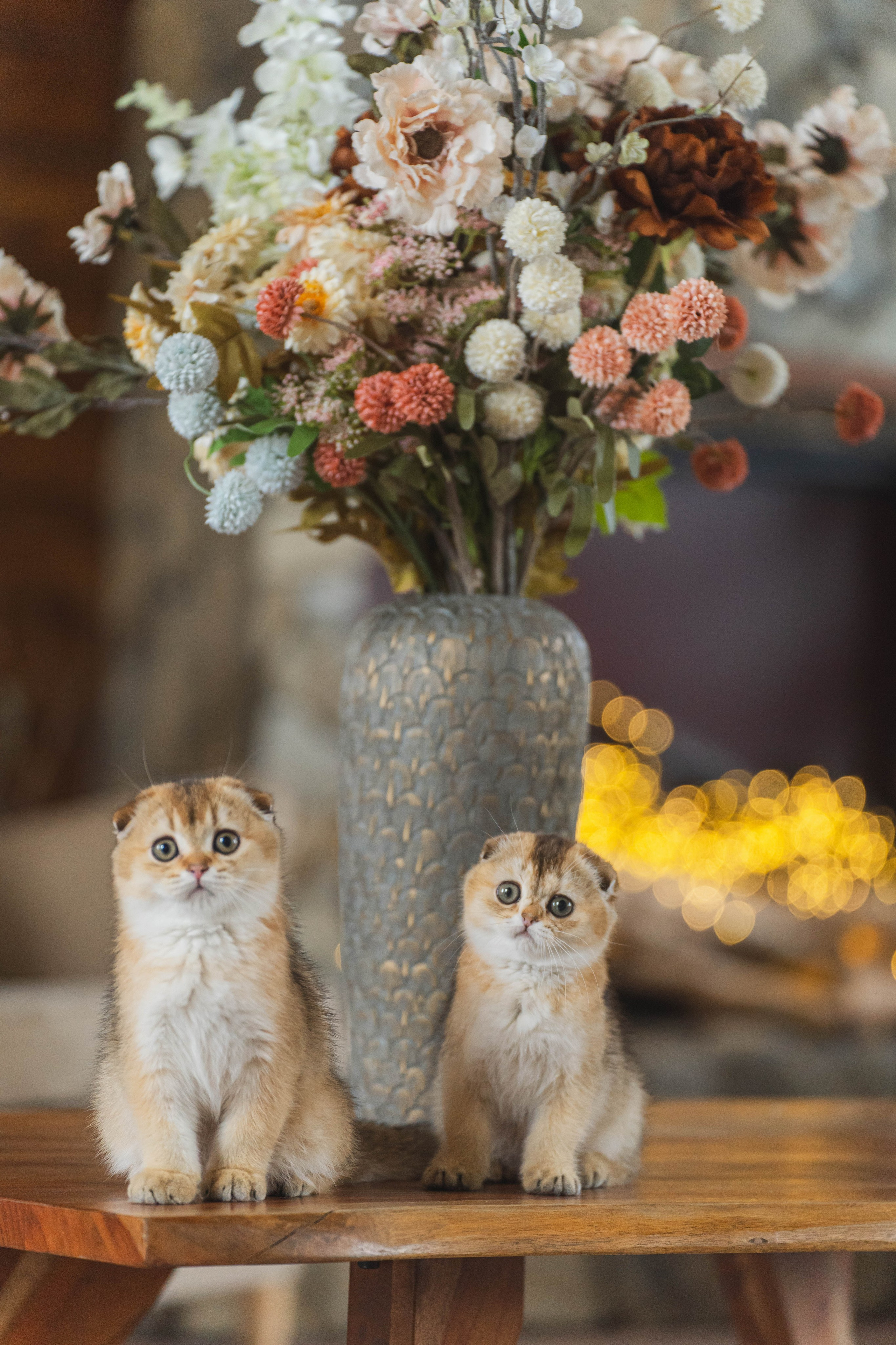 Питомник Шотландских кошек. Фотограф в Москве Ленарская Дарья