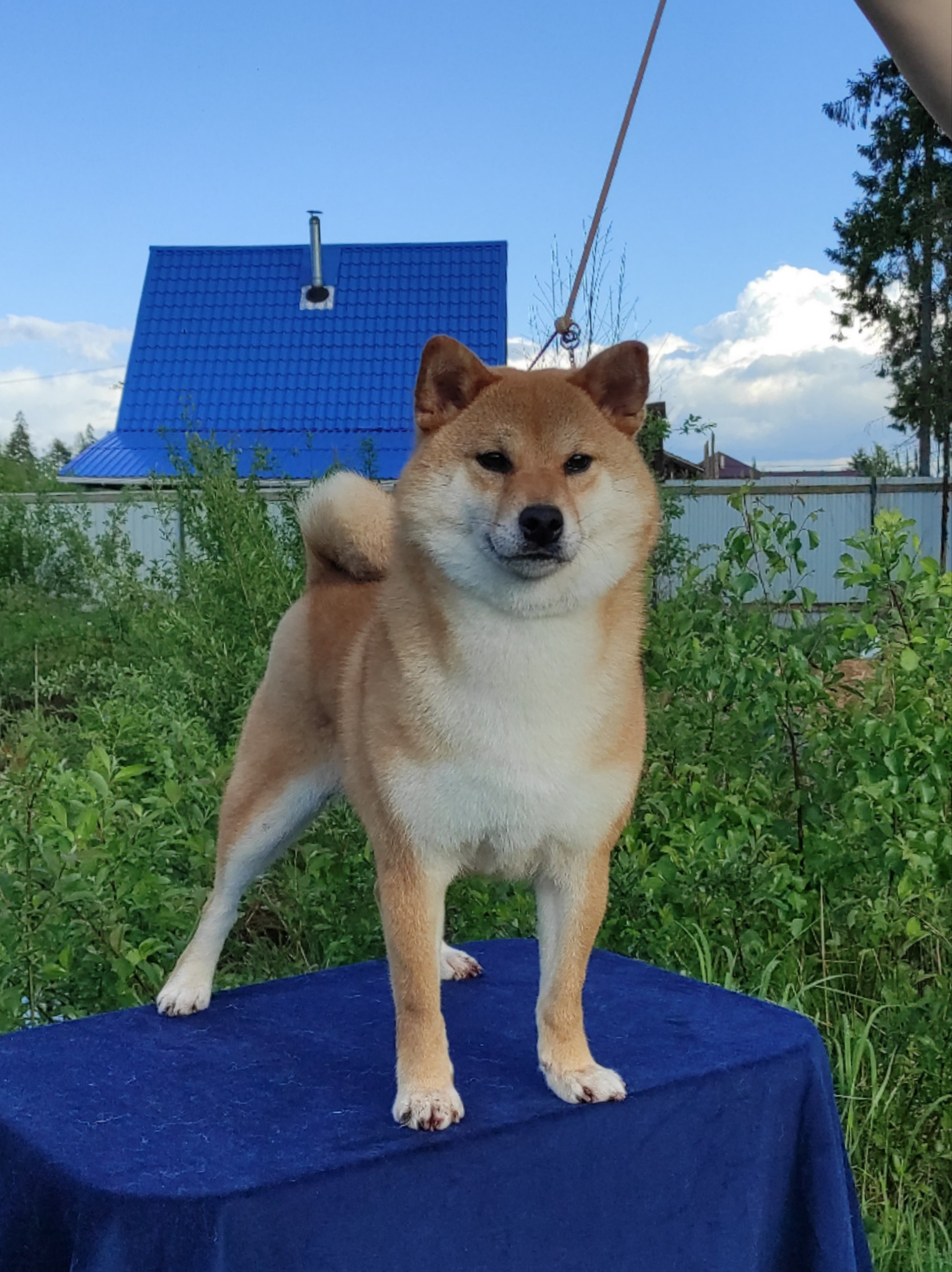 Питомник Рубилайт Сиба Эми* Exceligmos Zaffiro Verde