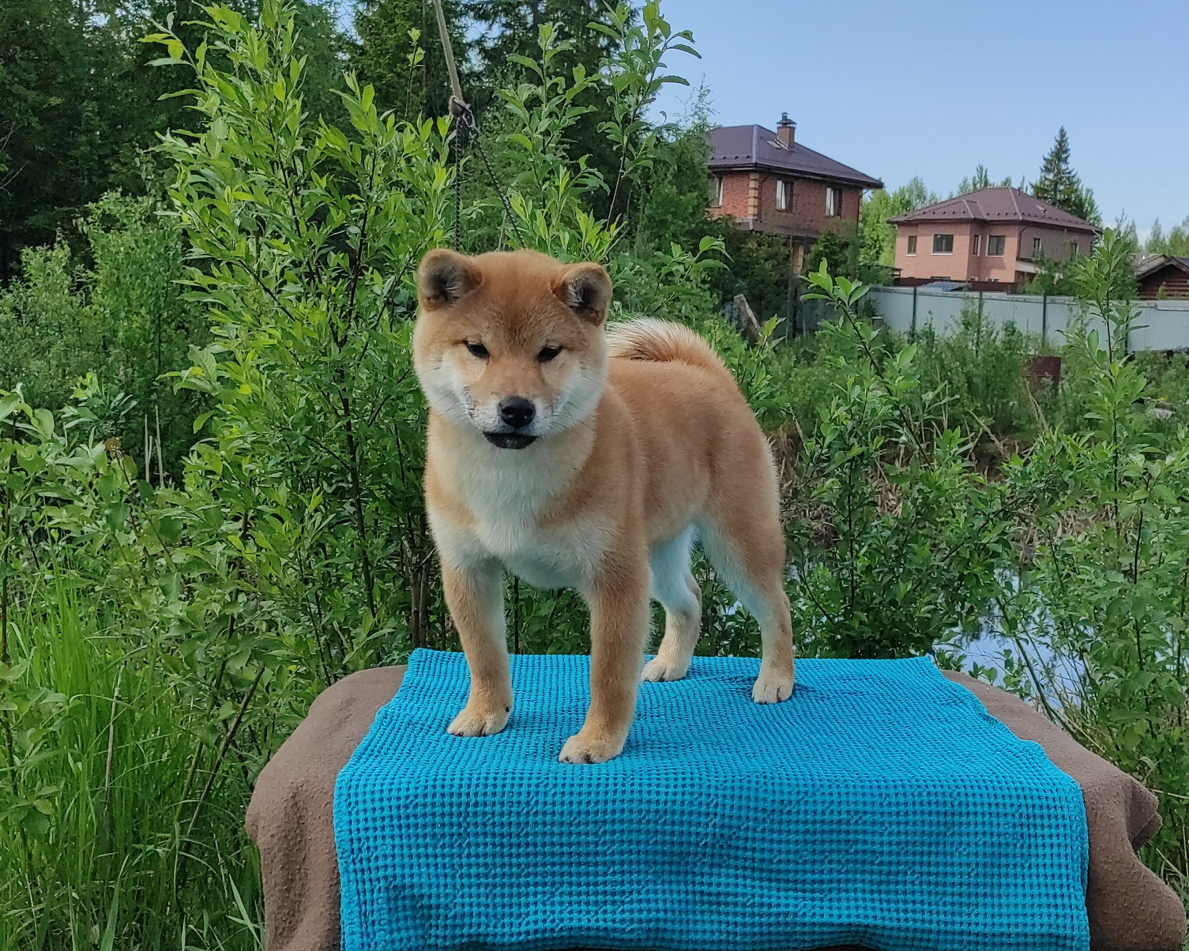 сиба питомник Рубилайт щенки на продажу rubylight  сиба щенки купить