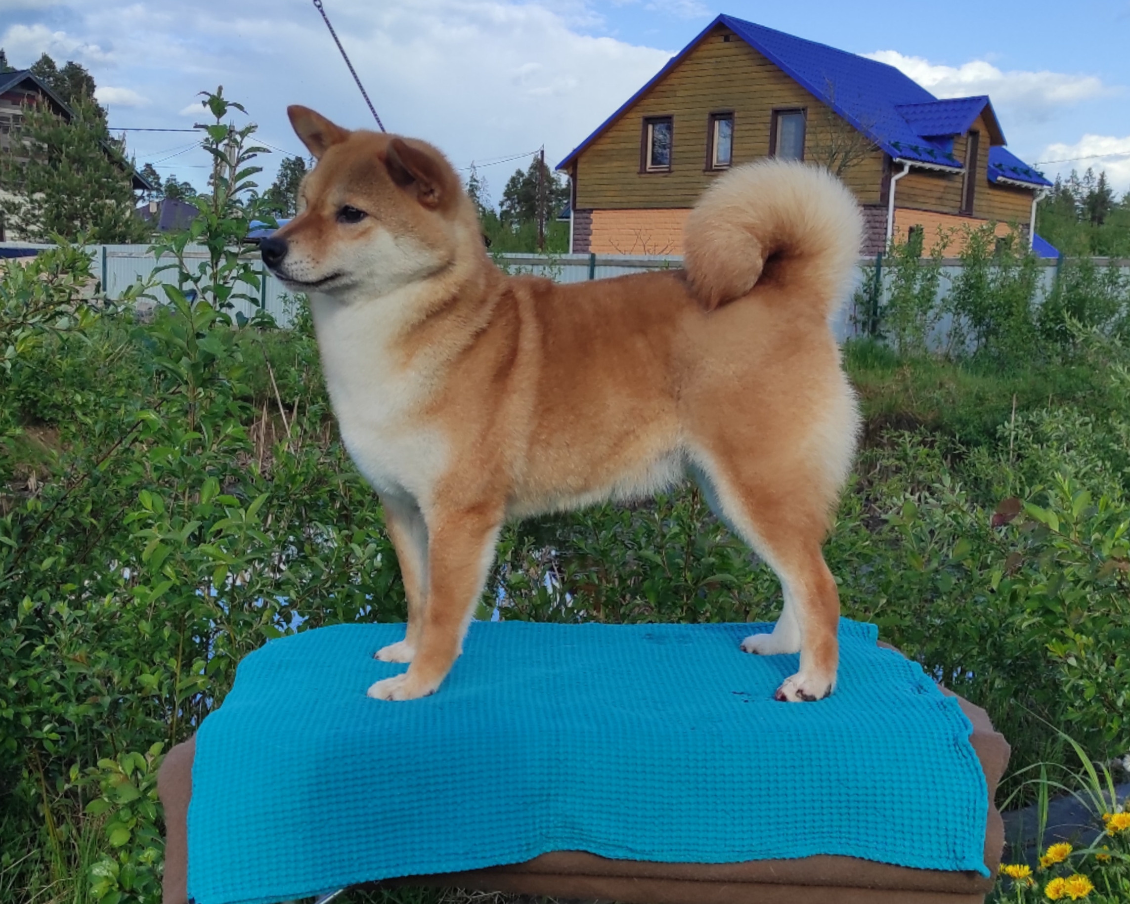 Питомник Рубилайт Сиба Эми* Exceligmos Zaffiro Verde