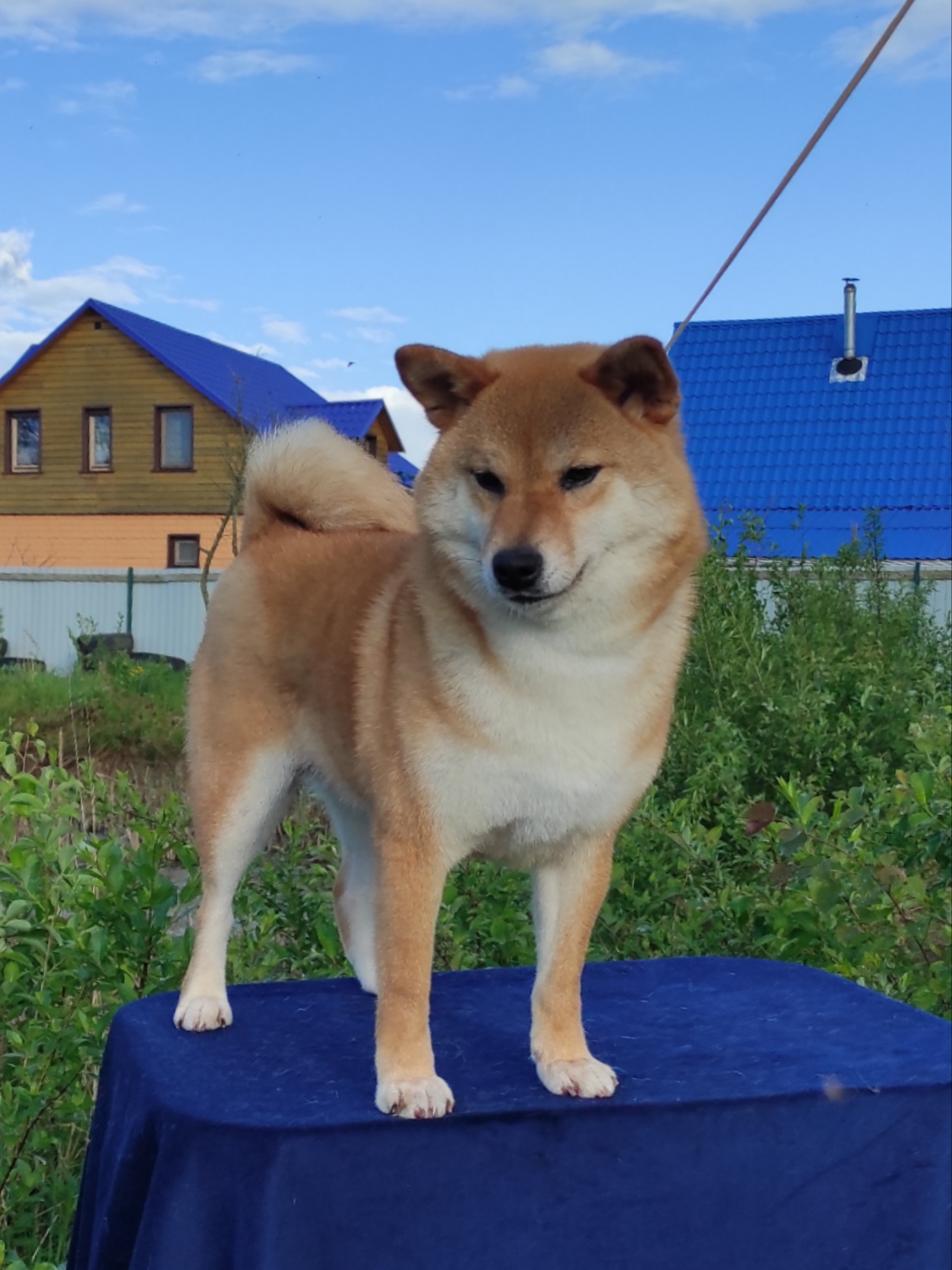 Питомник Рубилайт Сиба Эми* Exceligmos Zaffiro Verde