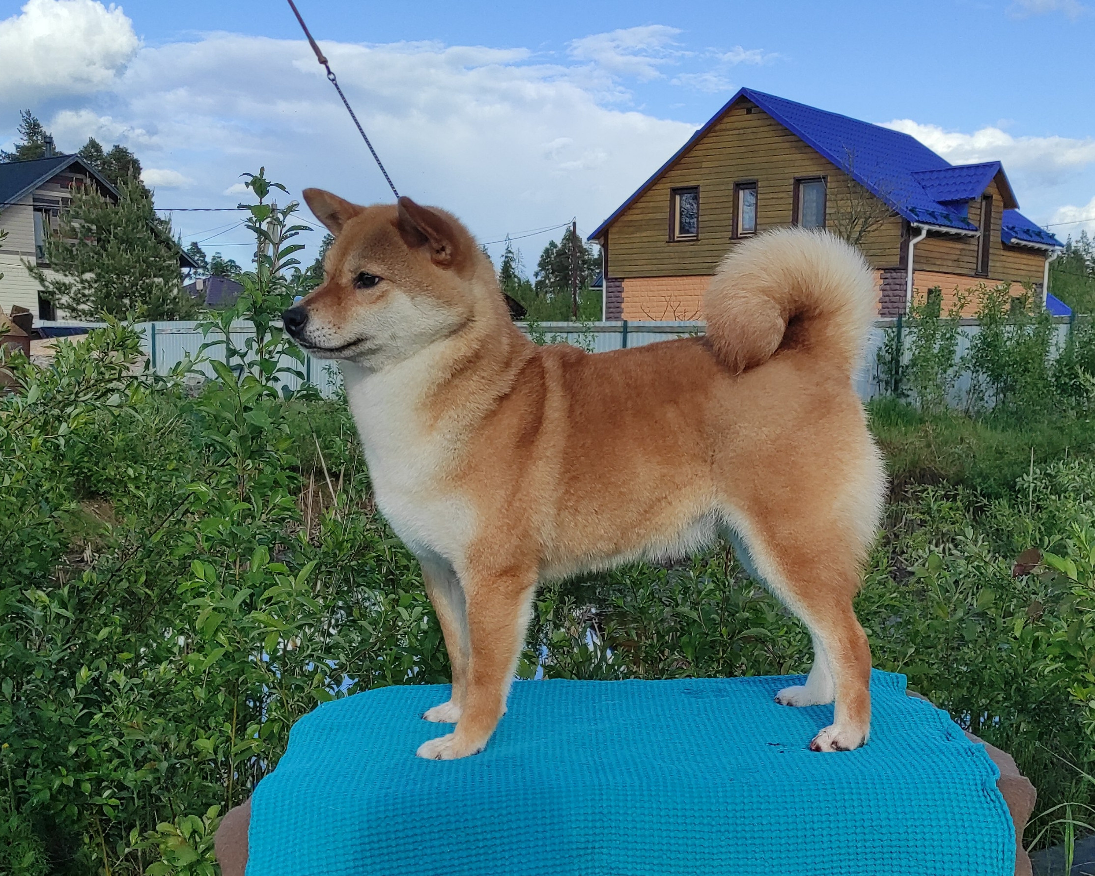 Питомник Рубилайт Сиба Эми* Exceligmos Zaffiro Verde