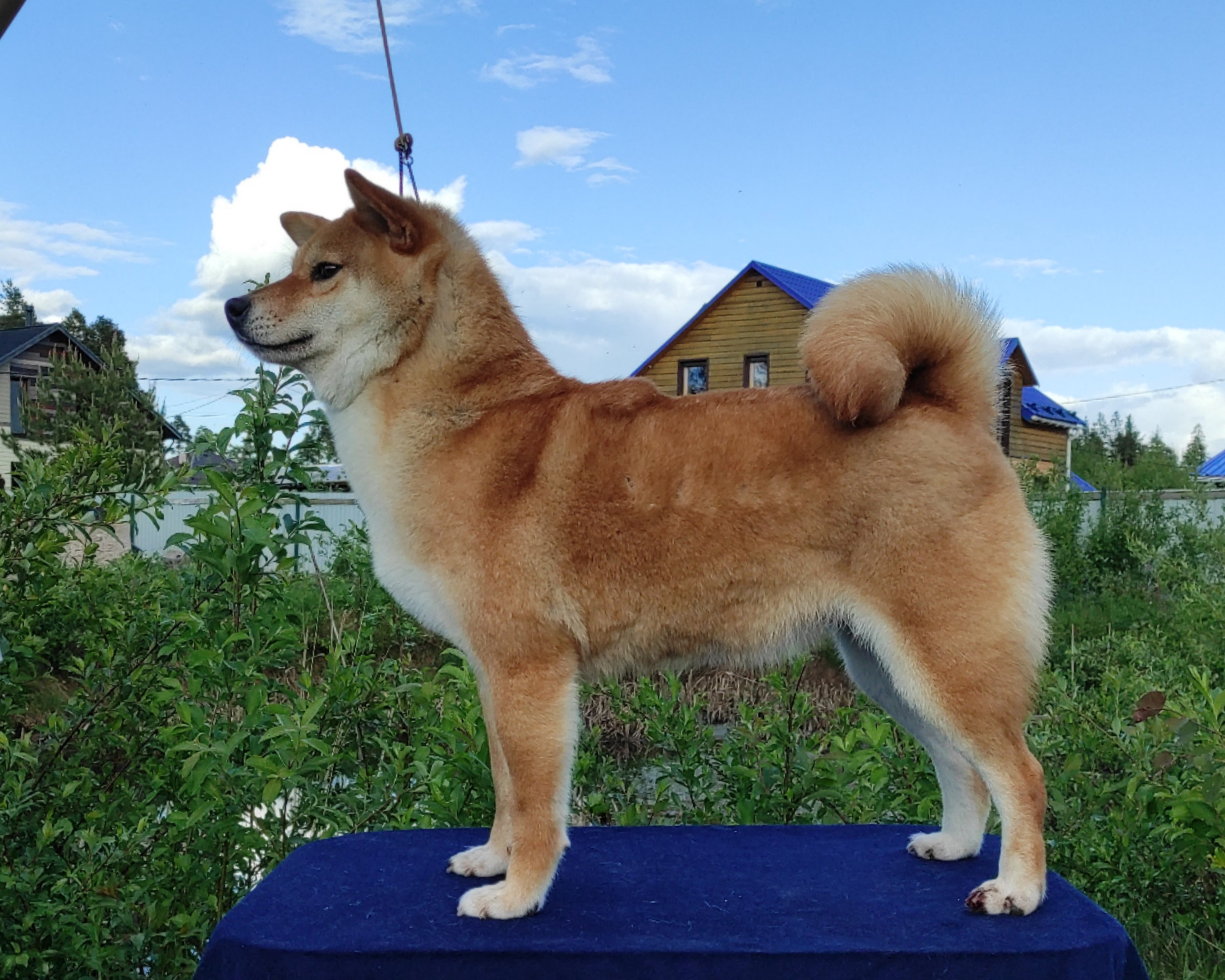 Питомник Рубилайт Сиба Эми* Exceligmos Zaffiro Verde