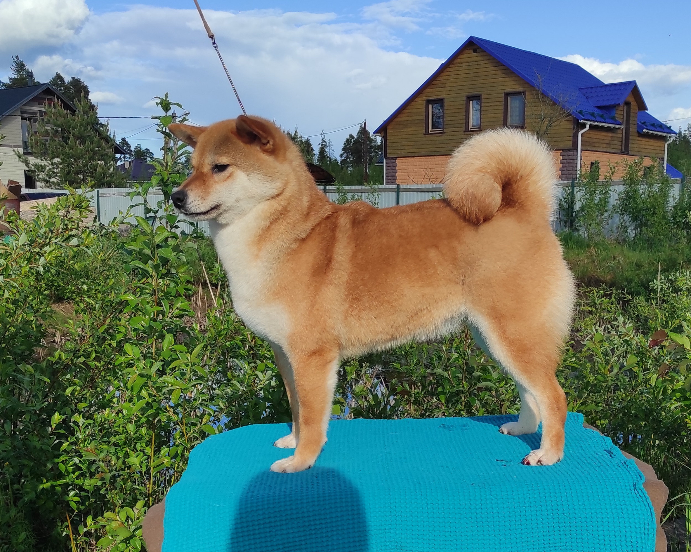 Питомник Рубилайт Сиба Эми* Exceligmos Zaffiro Verde