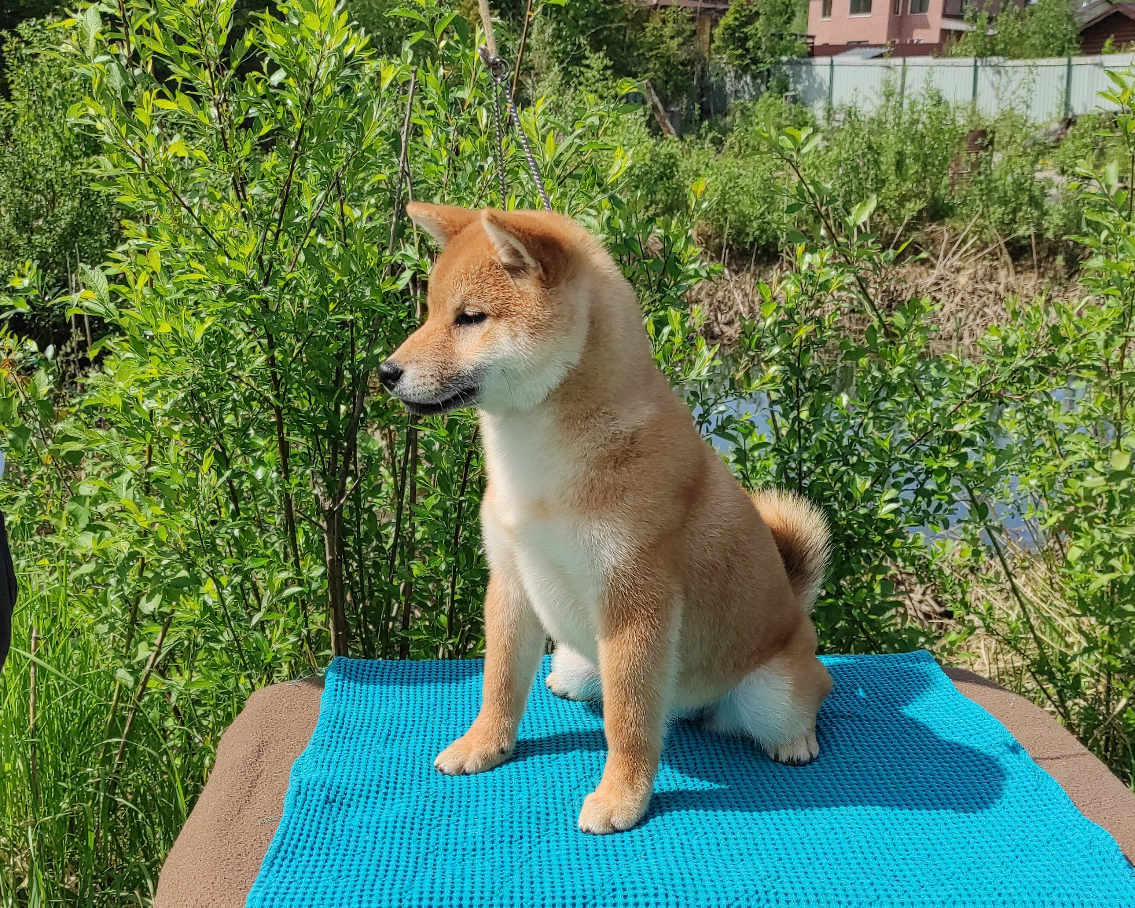 сиба питомник Рубилайт щенки на продажу rubylight  сиба щенки купить