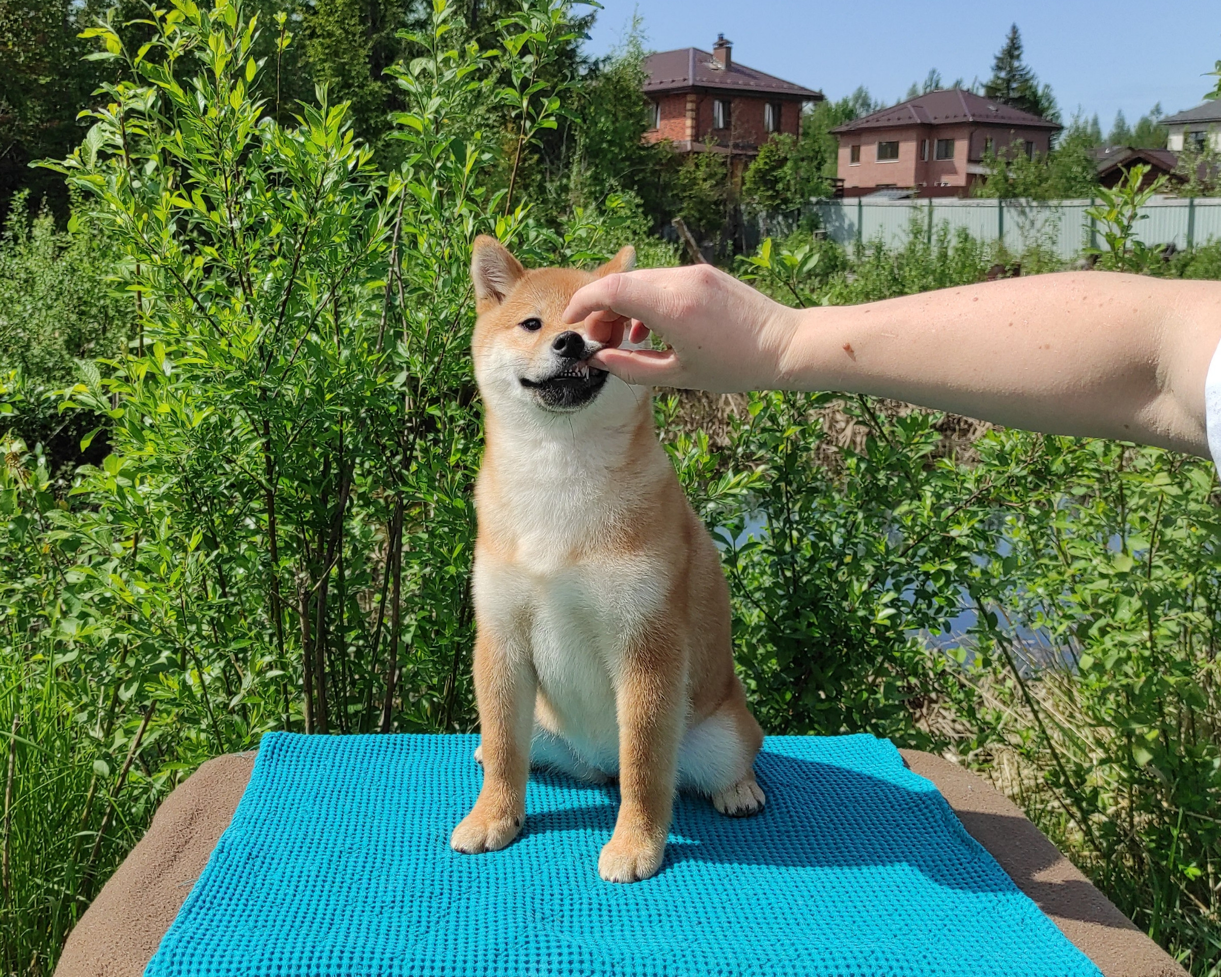 сиба питомник Рубилайт щенки на продажу rubylight  сиба щенки купить