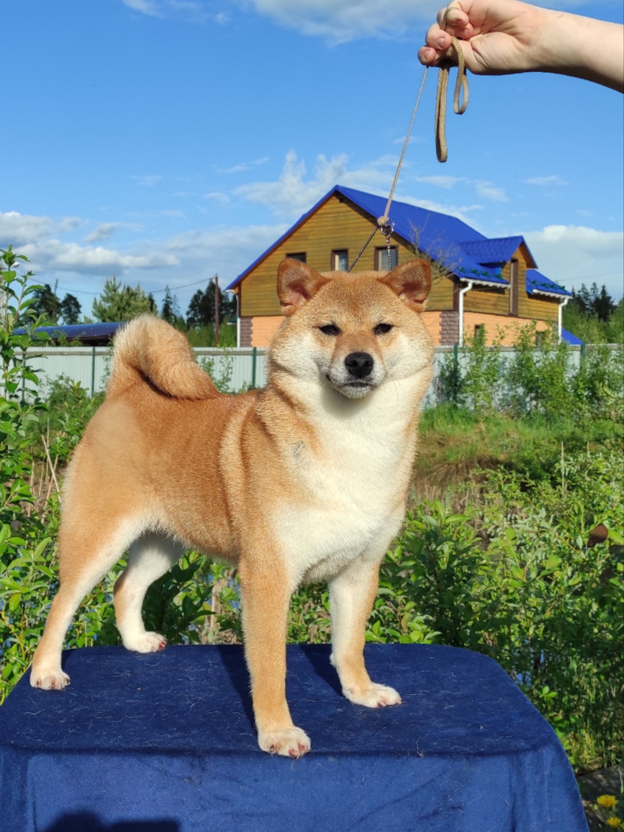 Питомник Рубилайт Сиба Эми* Exceligmos Zaffiro Verde