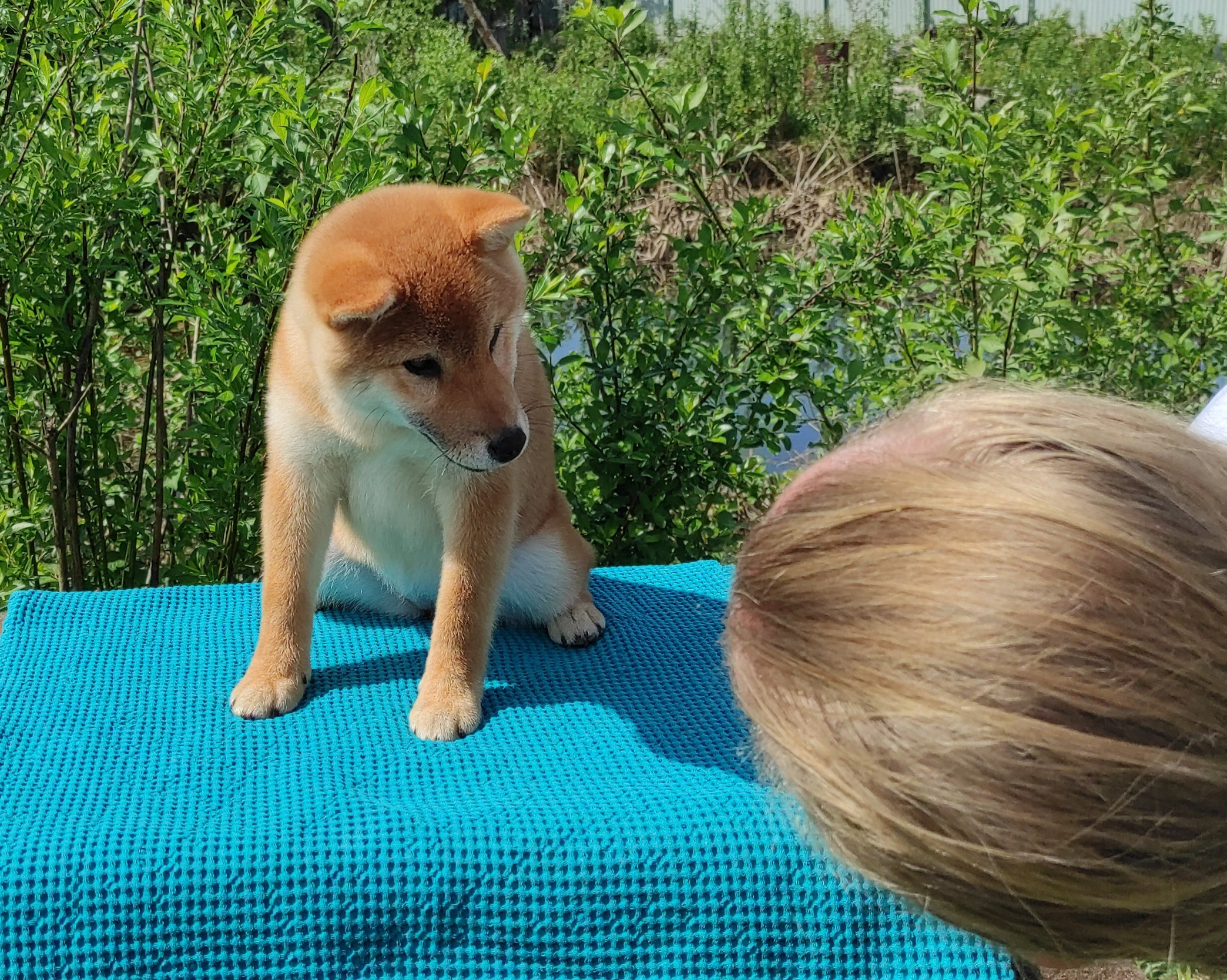 сиба питомник Рубилайт щенки на продажу rubylight  сиба щенки купить