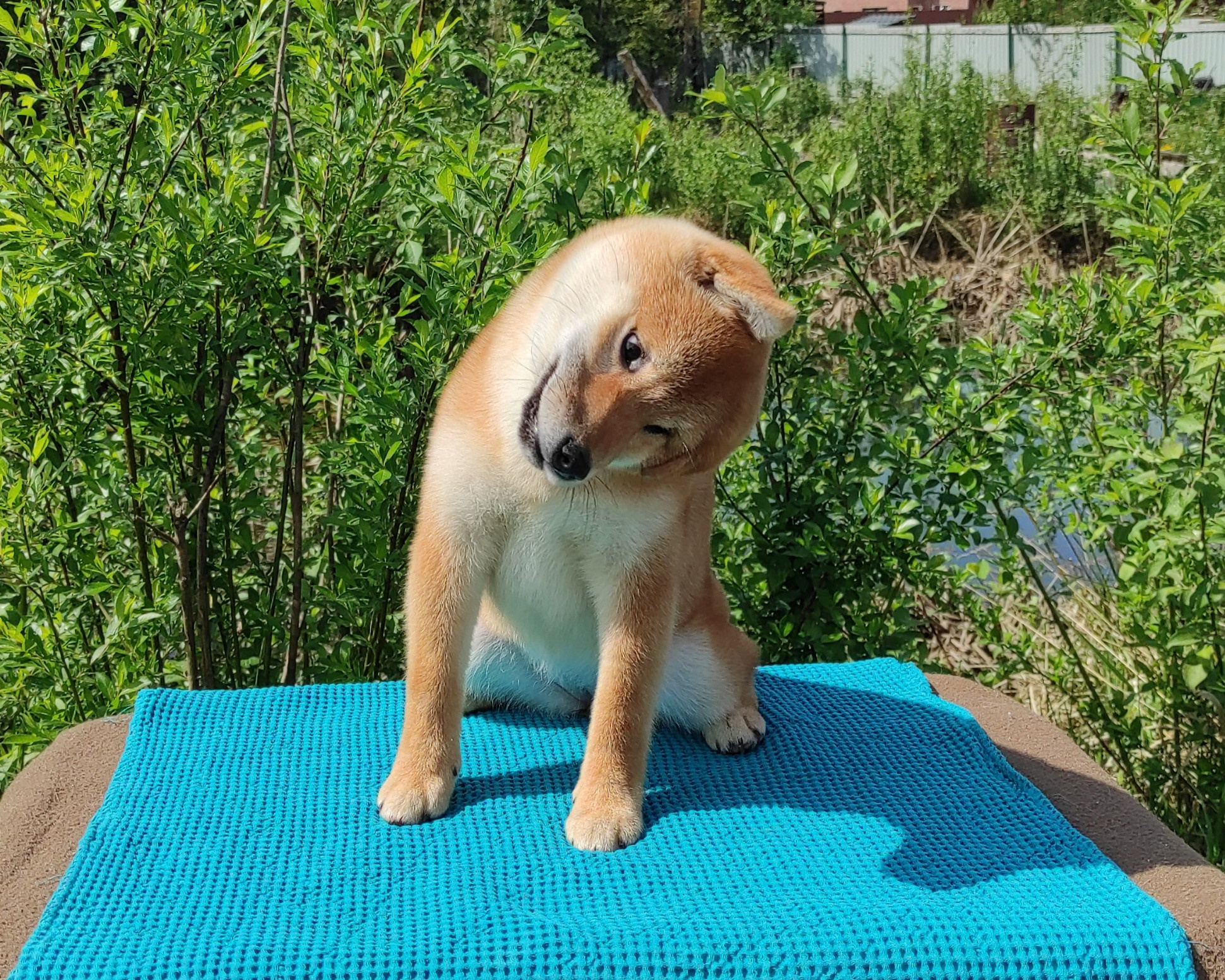 сиба питомник Рубилайт щенки на продажу rubylight  сиба щенки купить