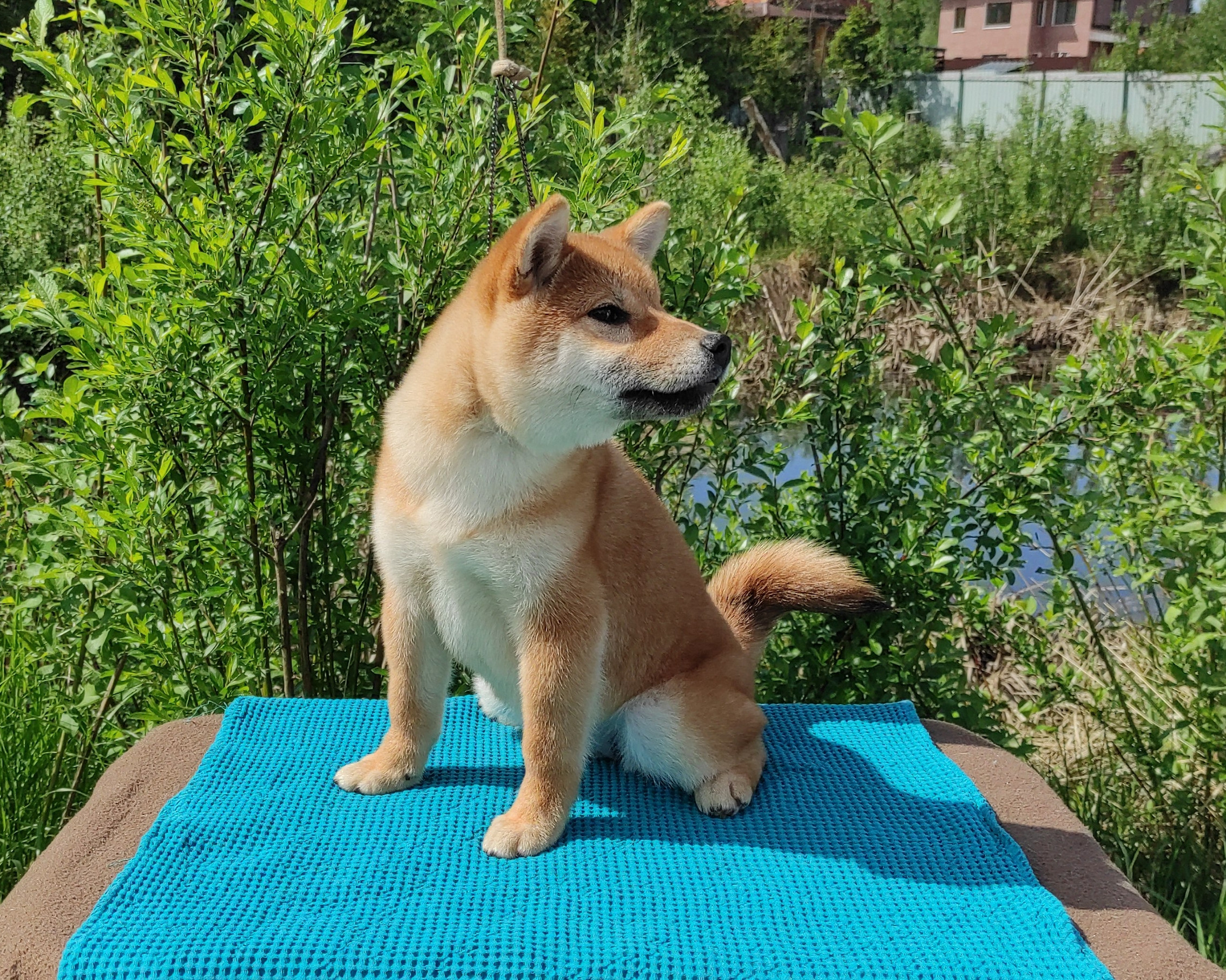 сиба питомник Рубилайт щенки на продажу rubylight  сиба щенки купить